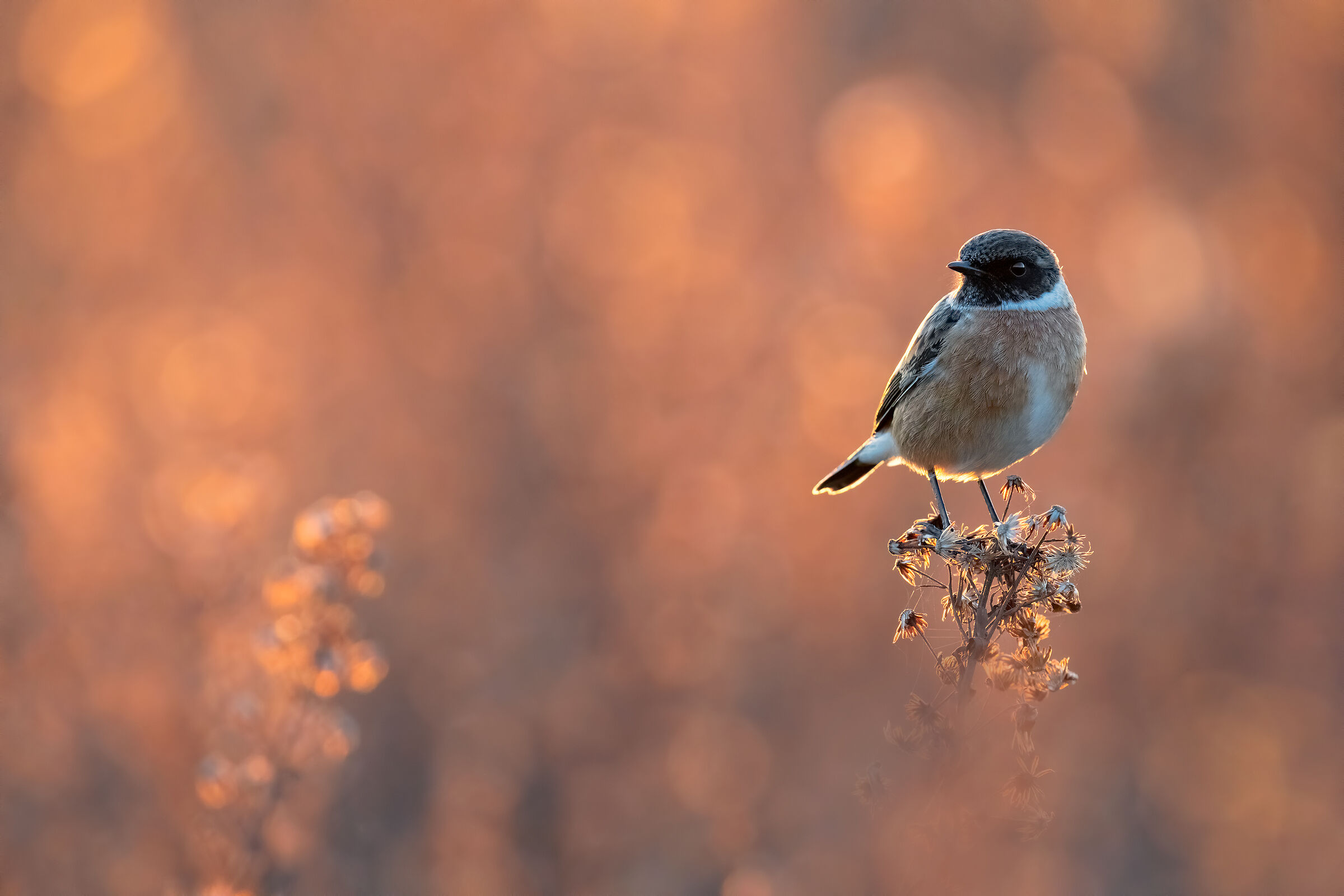 Test Sony a7riv + Sony FE 200-600mm ISO 8000