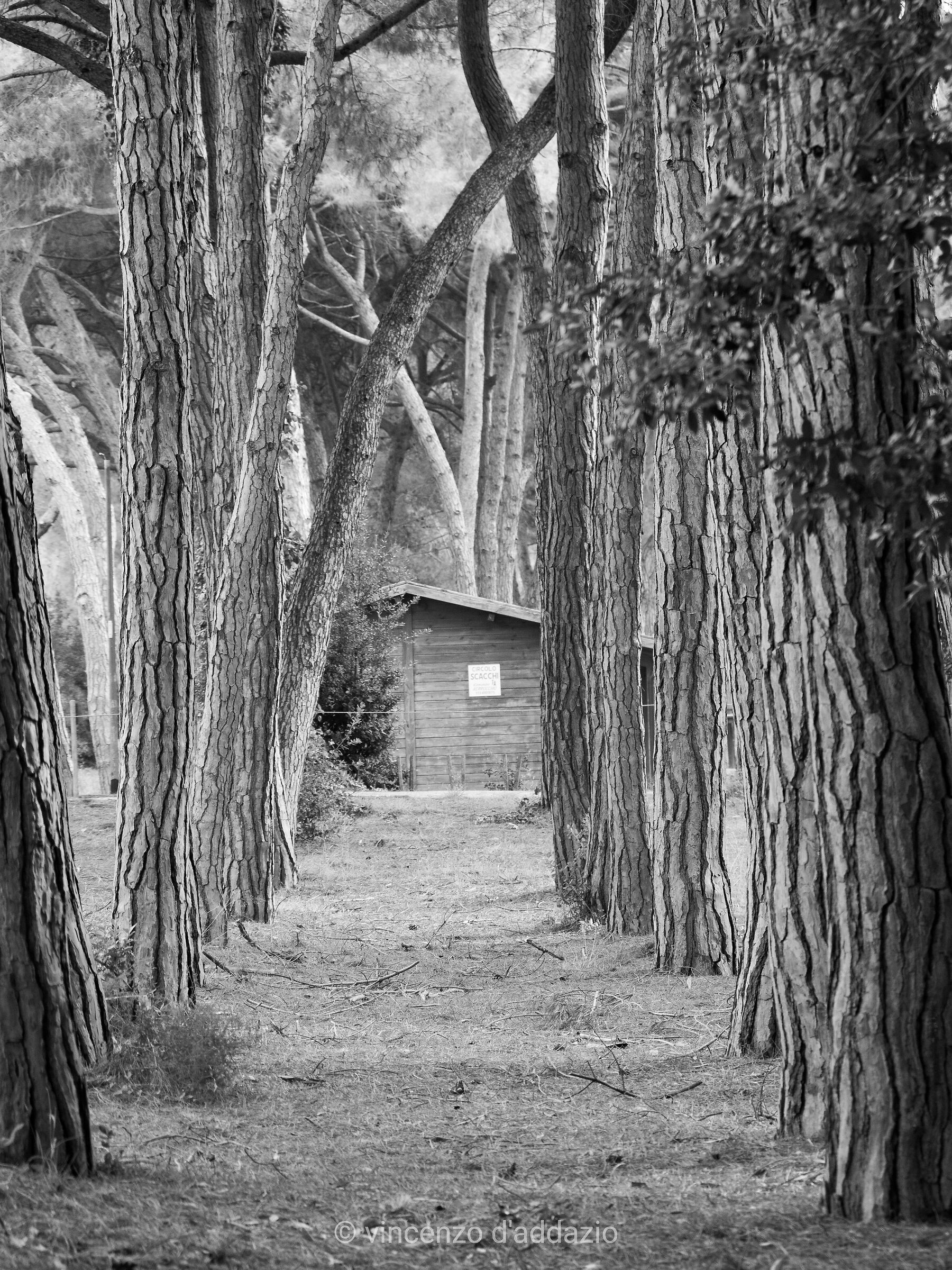 Cottage in the Pine
