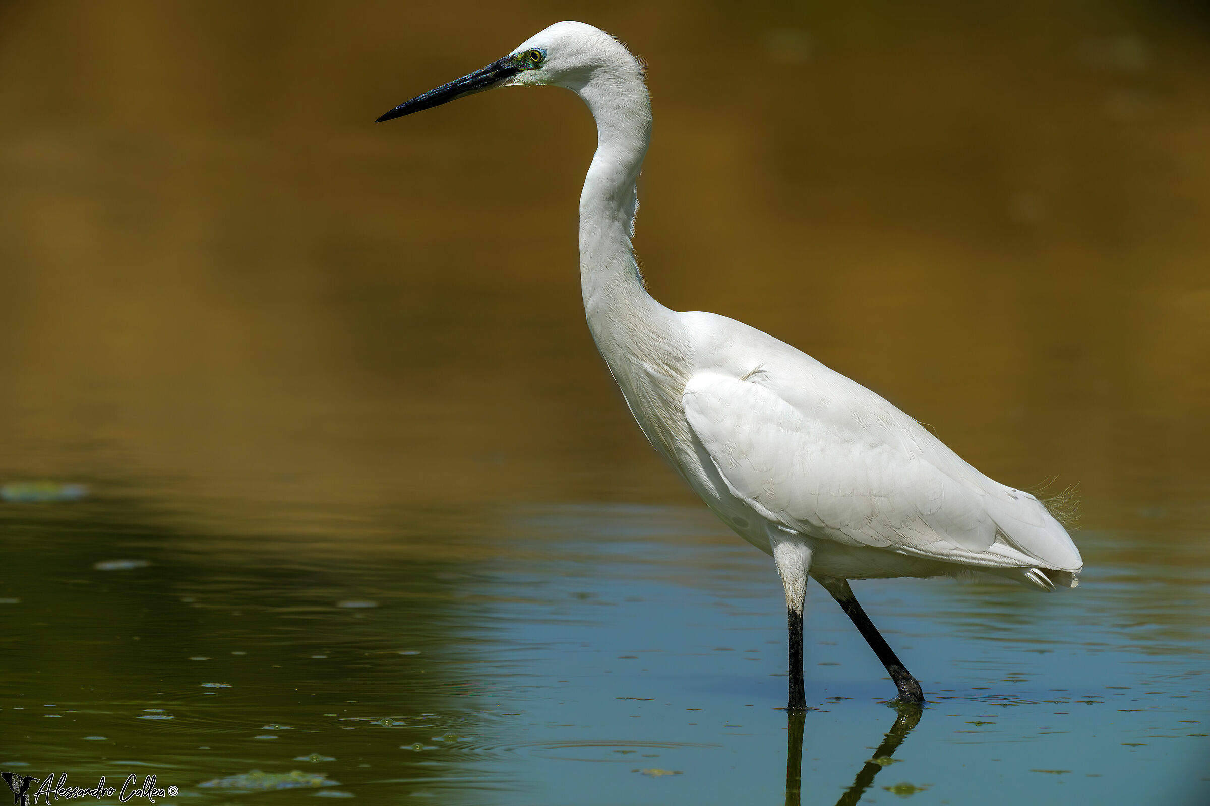 With the sun high in the sky