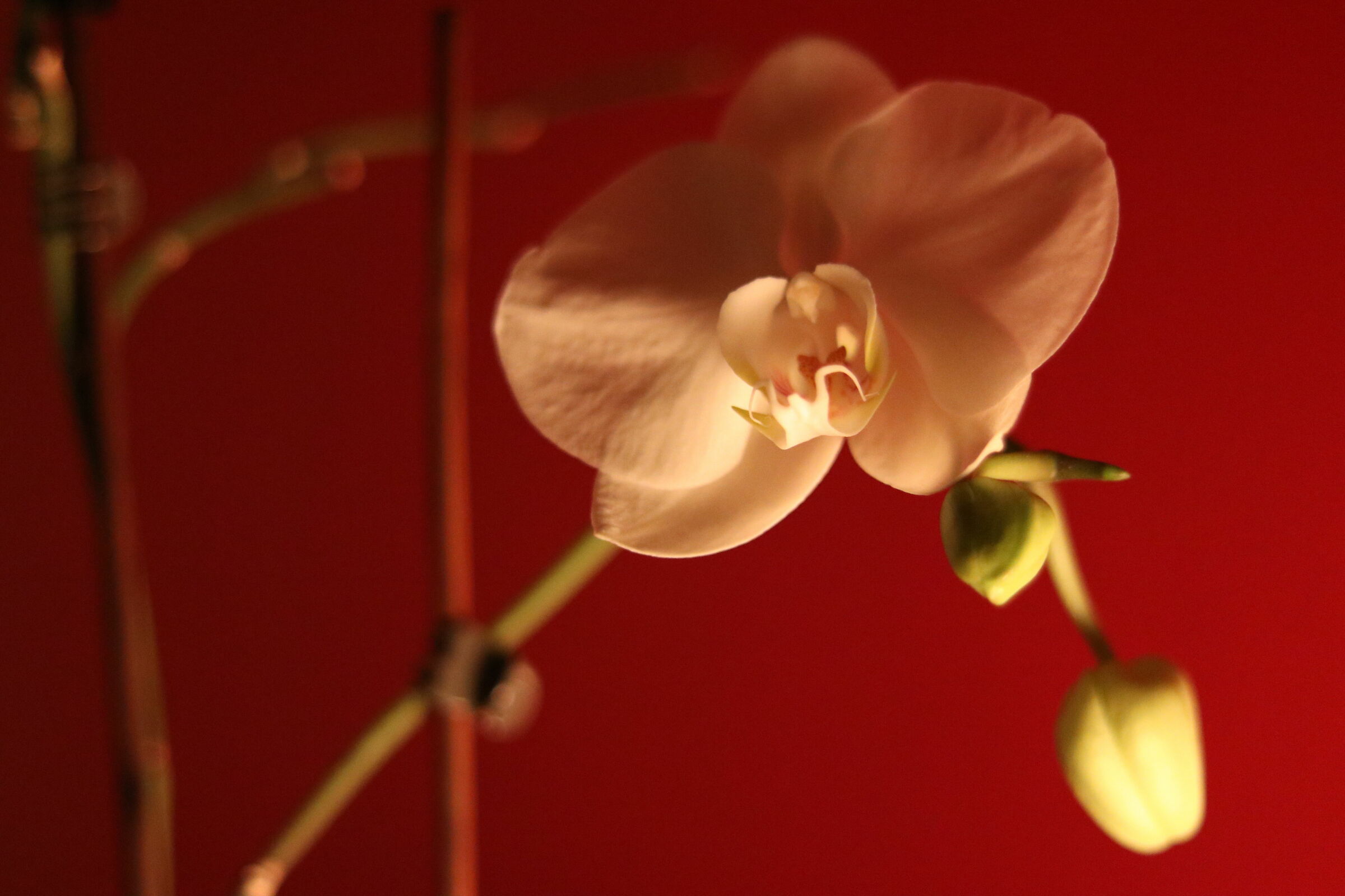 Orchid