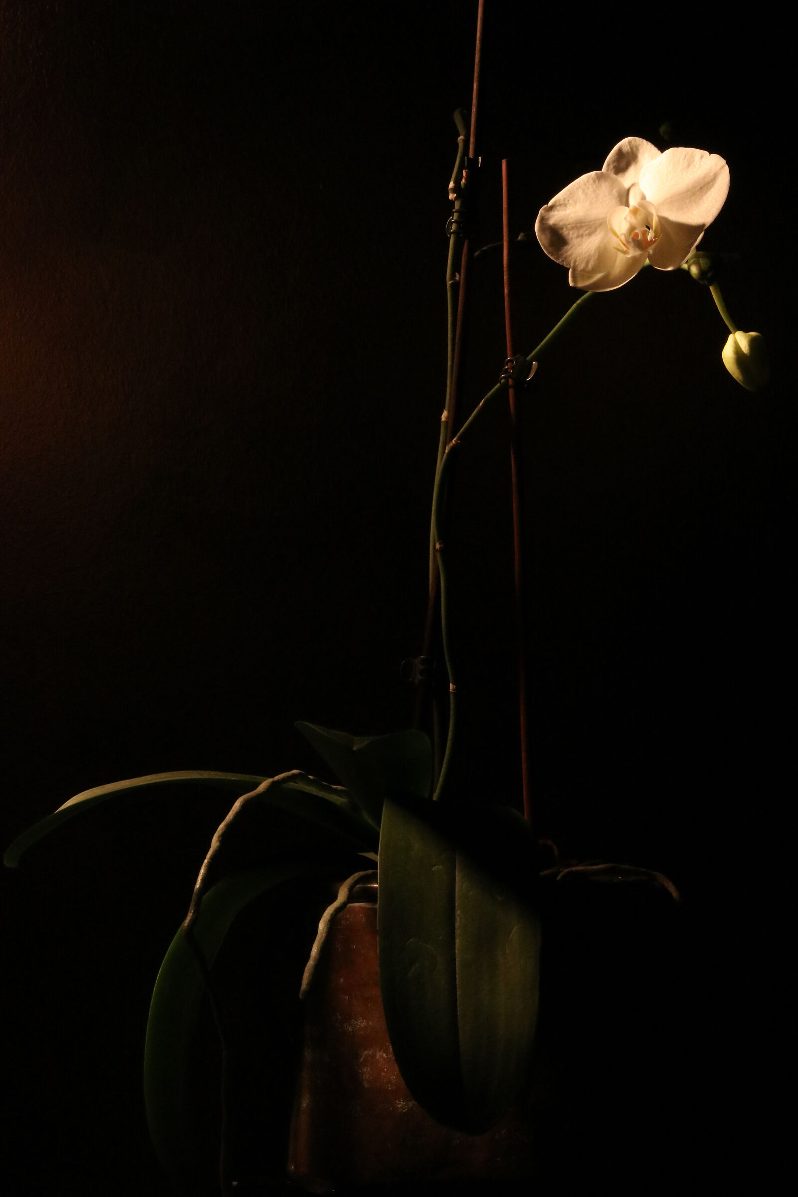 Orchid (light painting)