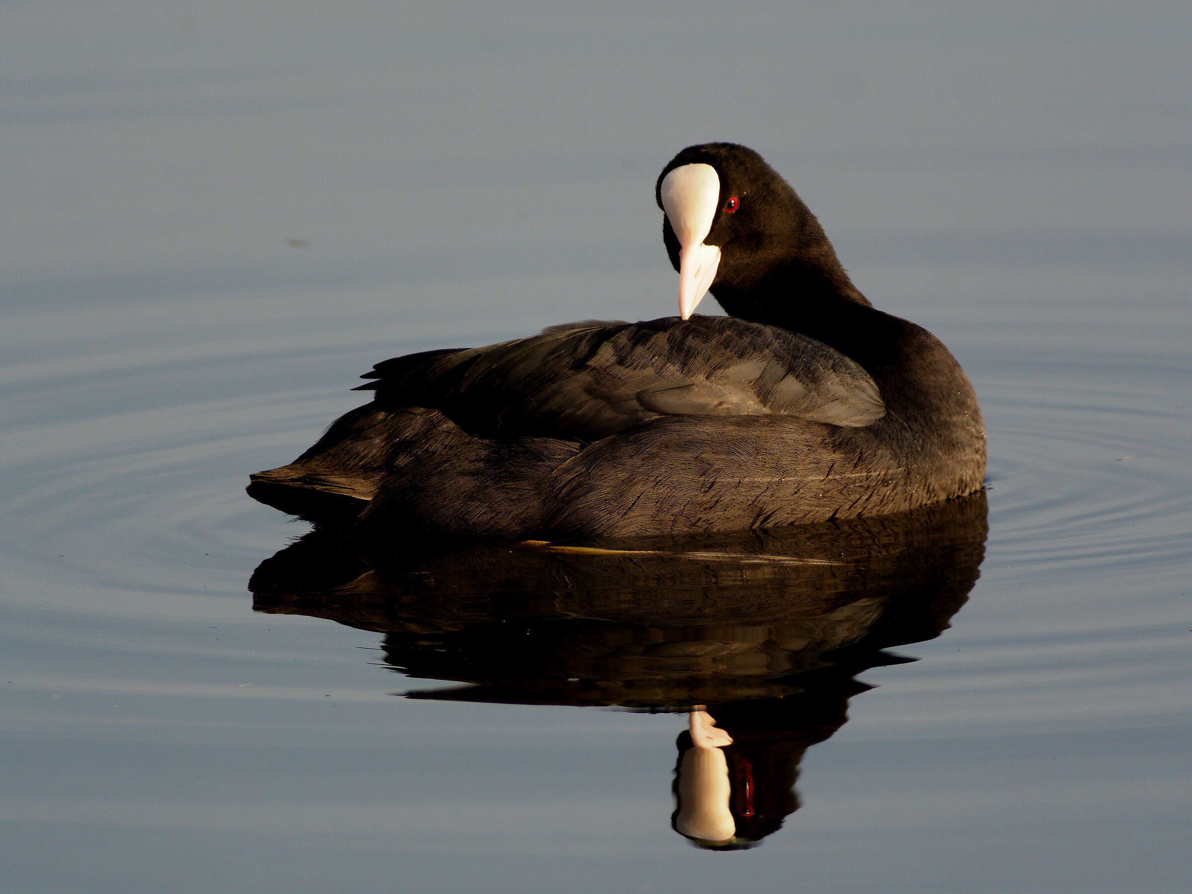 Mirror mirror of my cravings...