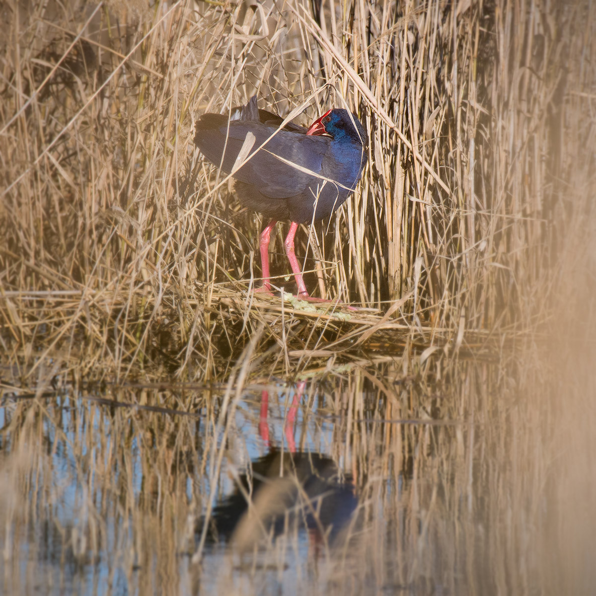 Pollo sultano nel canneto