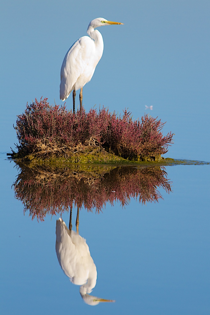 Airone Bianco Maggiore sull'isolotto