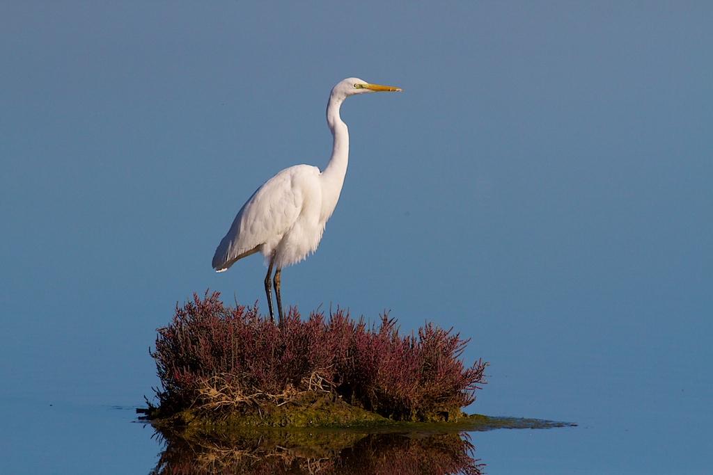 Airone Bianco Maggiore