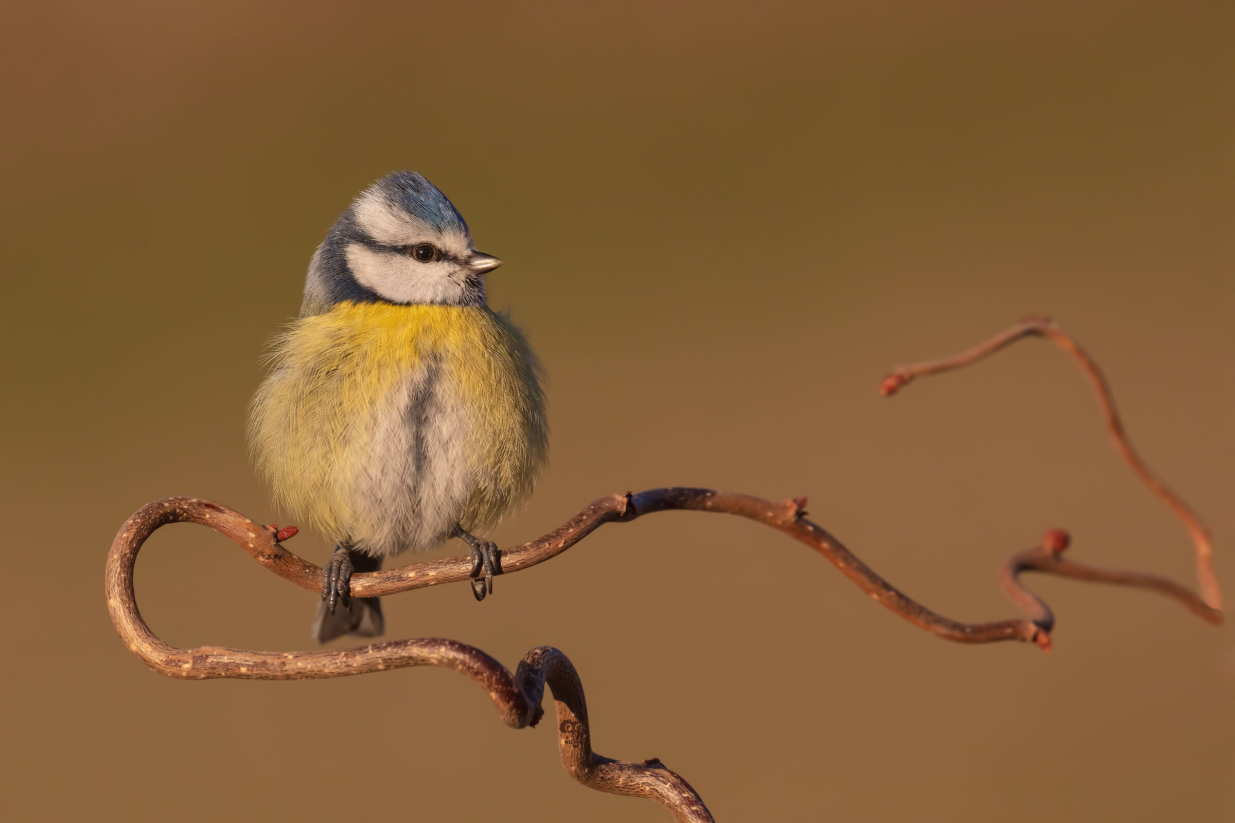 Cinciarella arruffata