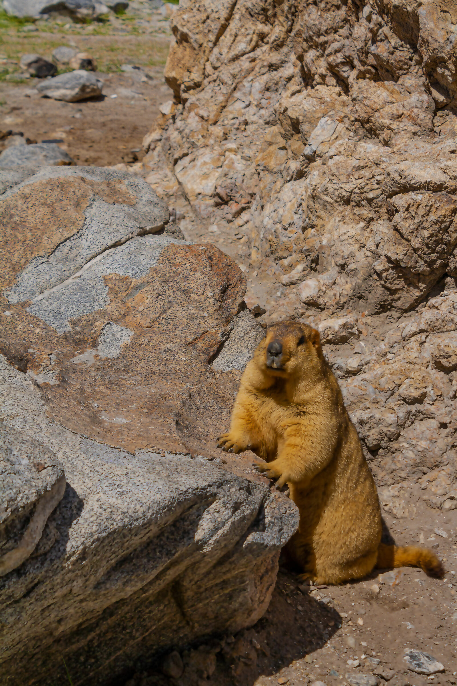 Marmotta himalayana