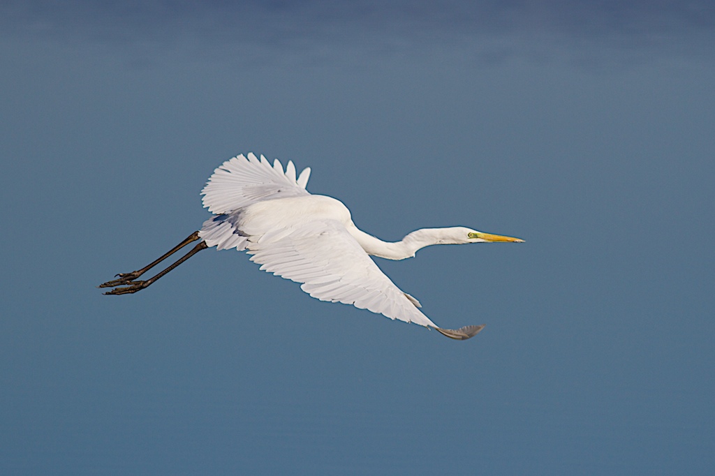 Greater White Heron in flight