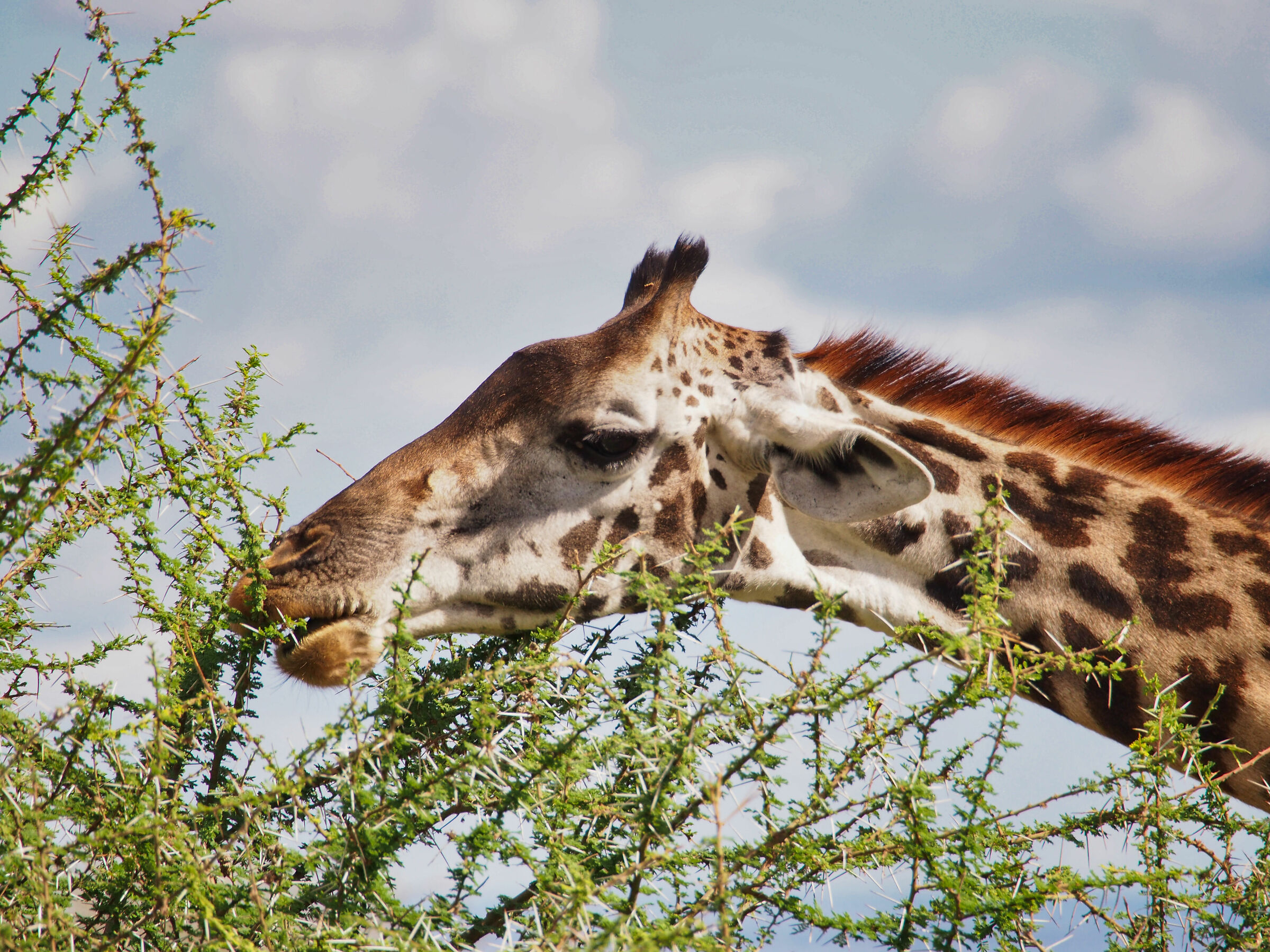 pranzo ad alta quota