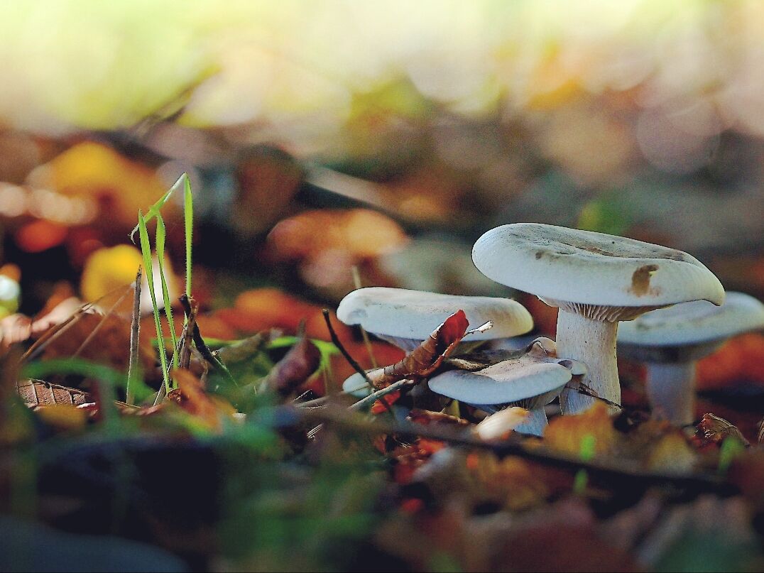 Macromondo, A