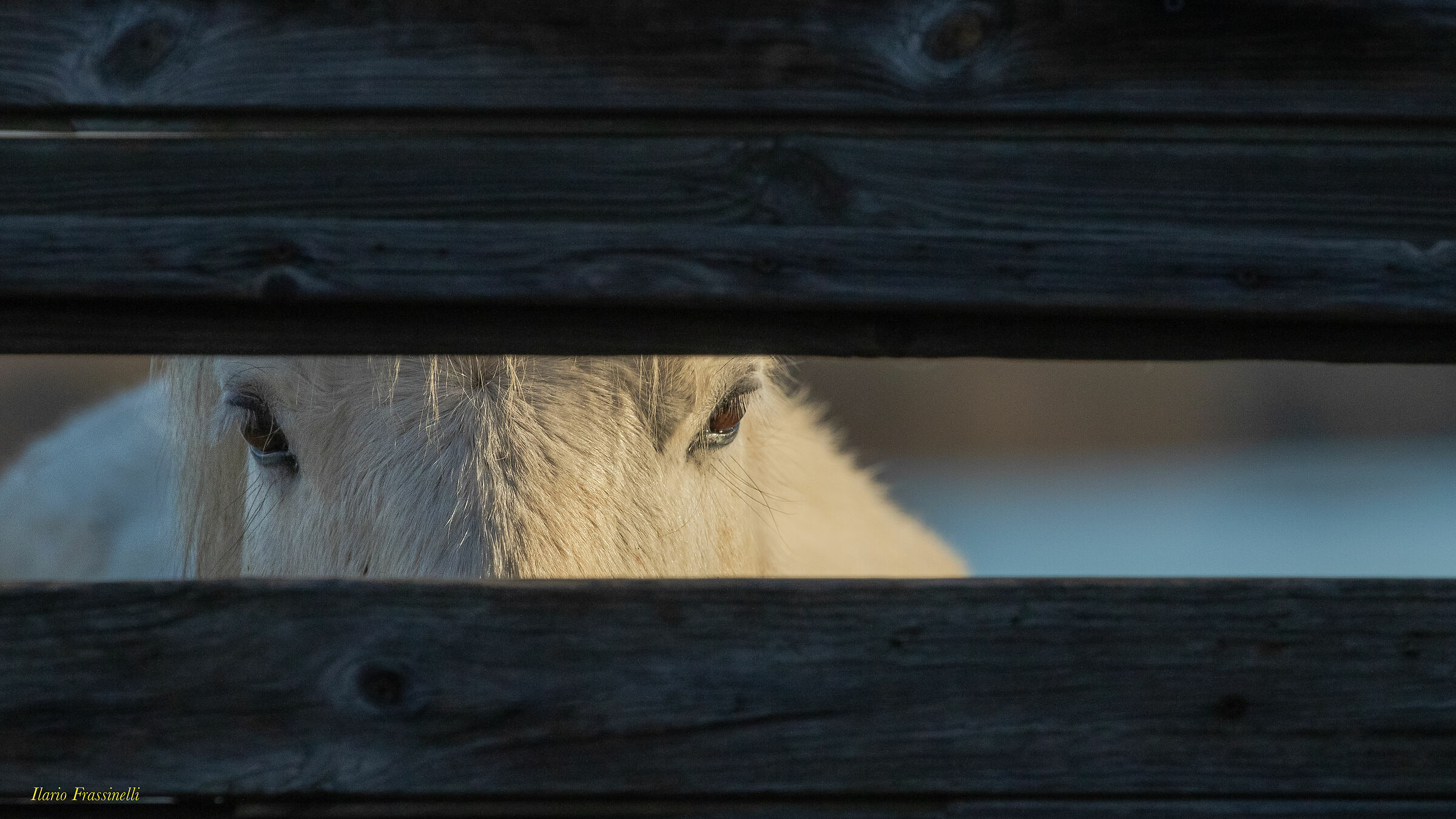 La curiosità non è solo degli umani