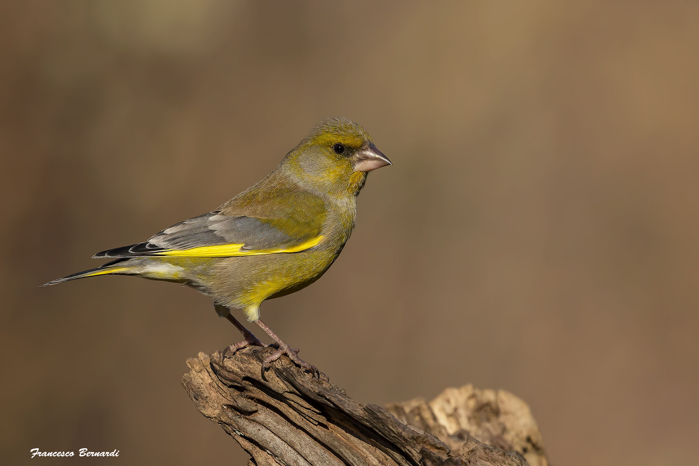 Verdone "Chloris chloris"