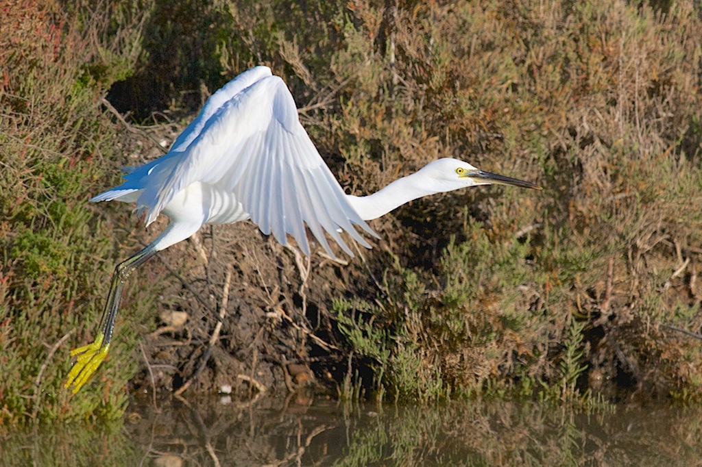 Egret take-off