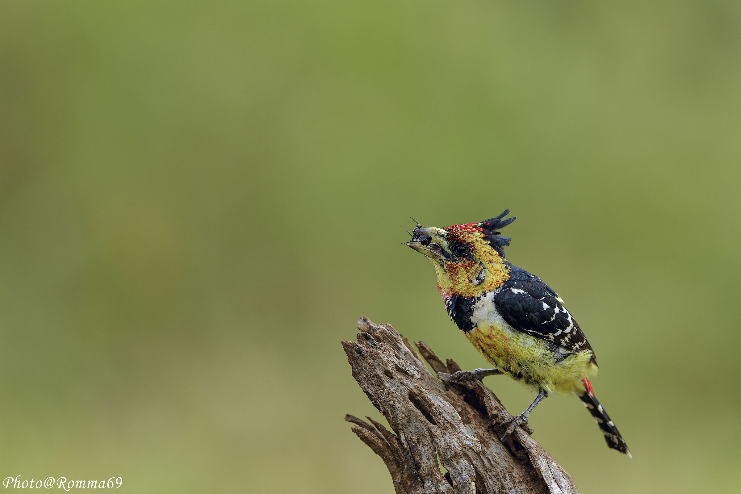 Crested Barbet - Trachyphonus vaillantii