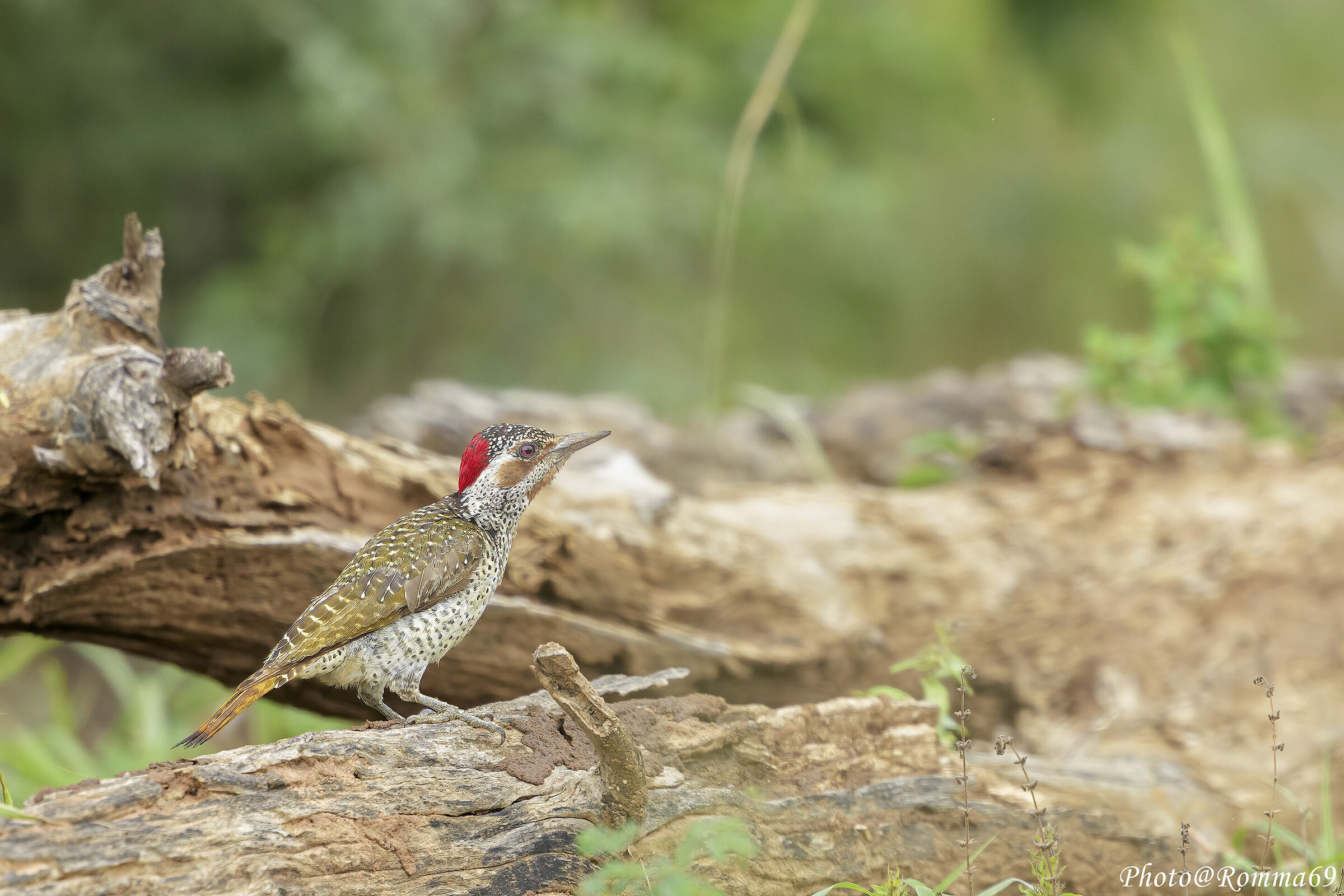 Golden-tailed woodpicker - Campethera abingoni