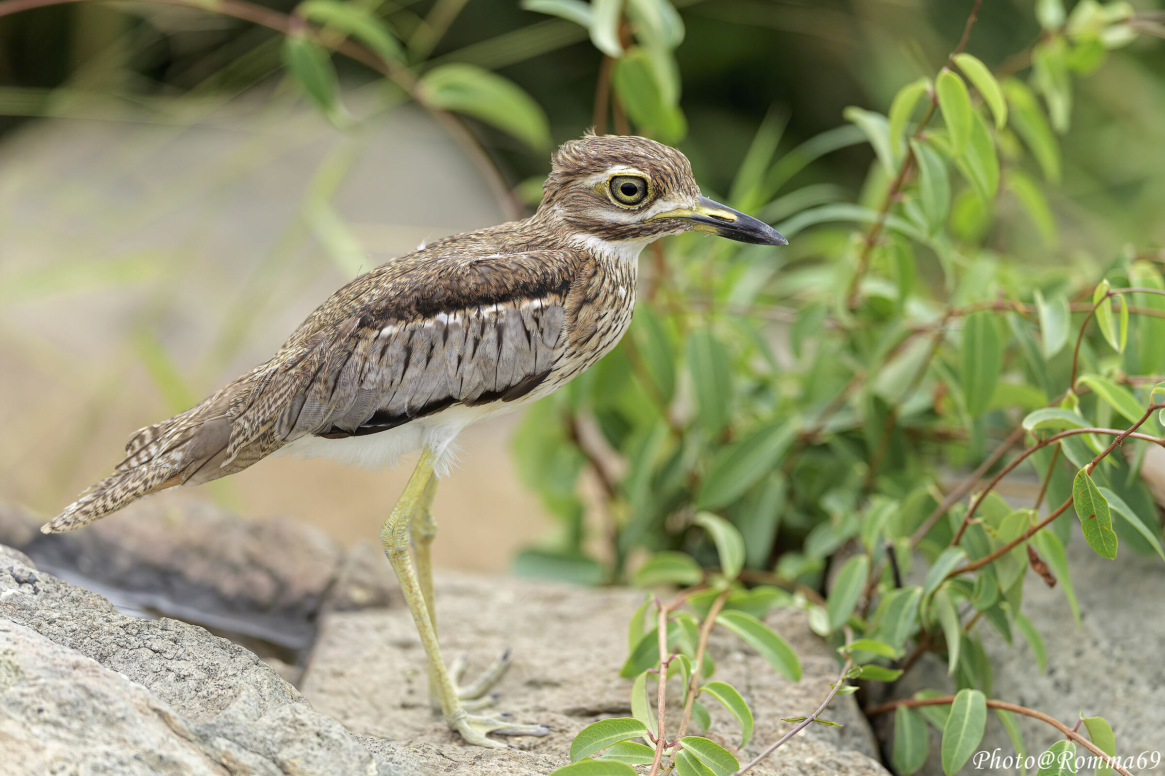 Water thick.knee - Burhinus vermiculatus