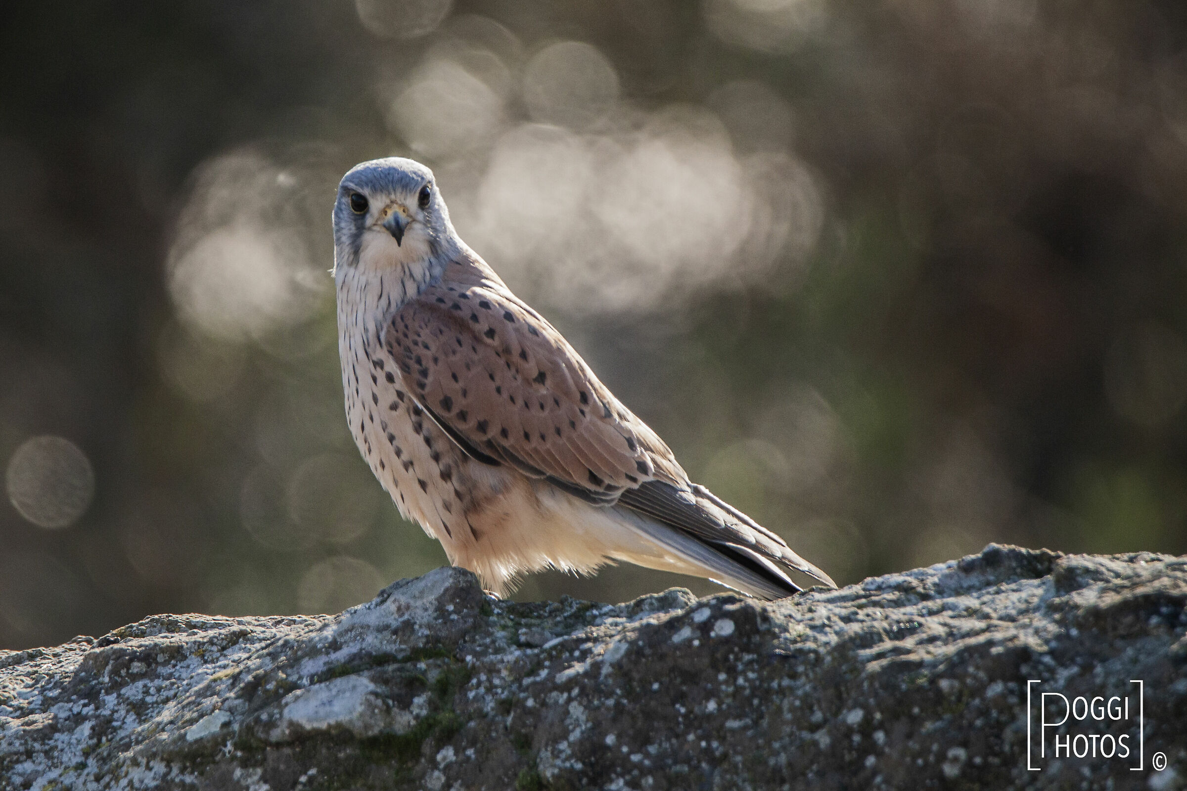 Gheppio ai Fori Imperiali