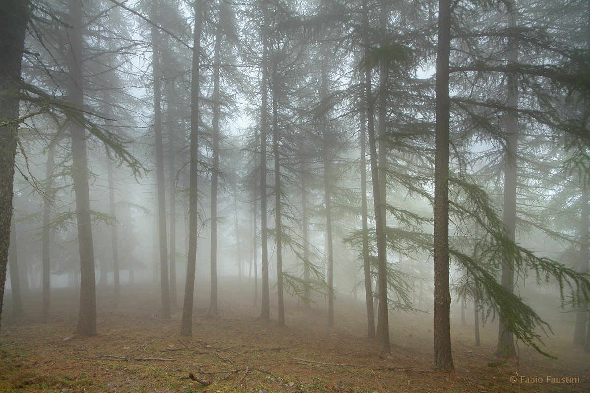 La nebbia nel Gran Bosco di Salbertrand