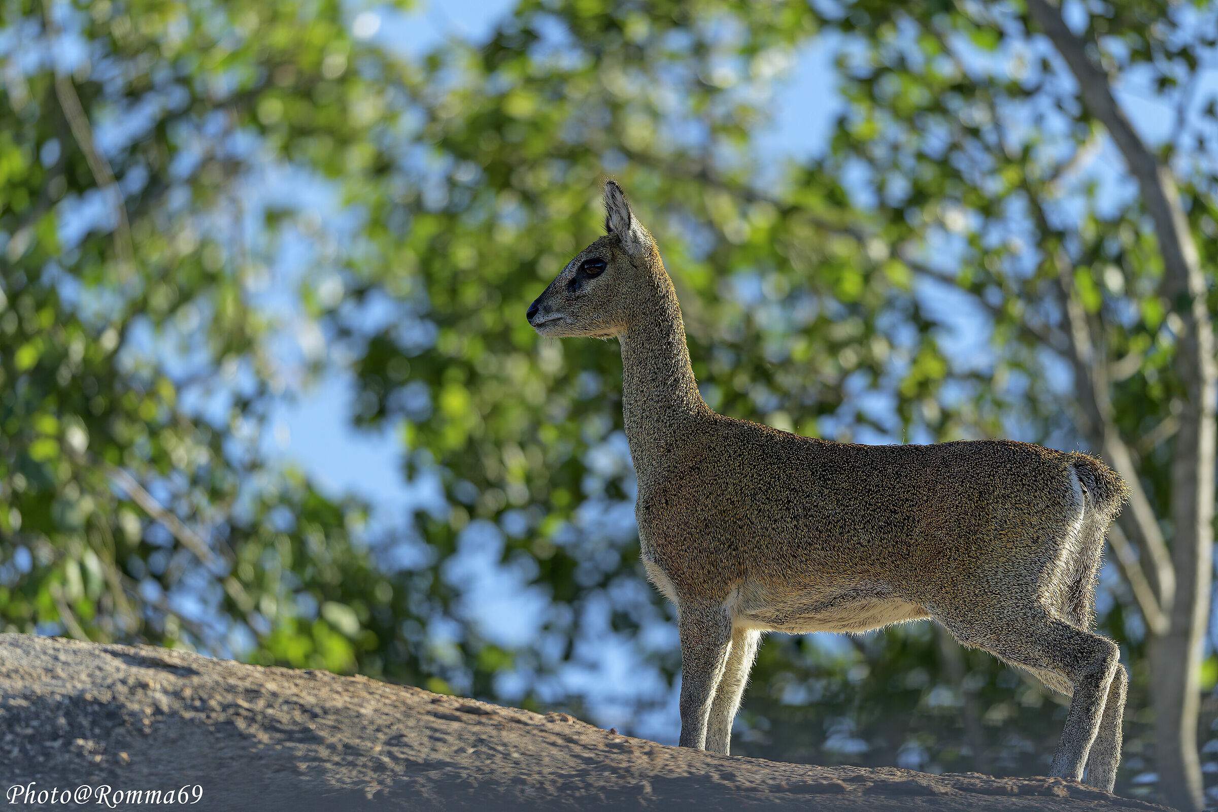 Klipspringer - Oreotragus oreotragus