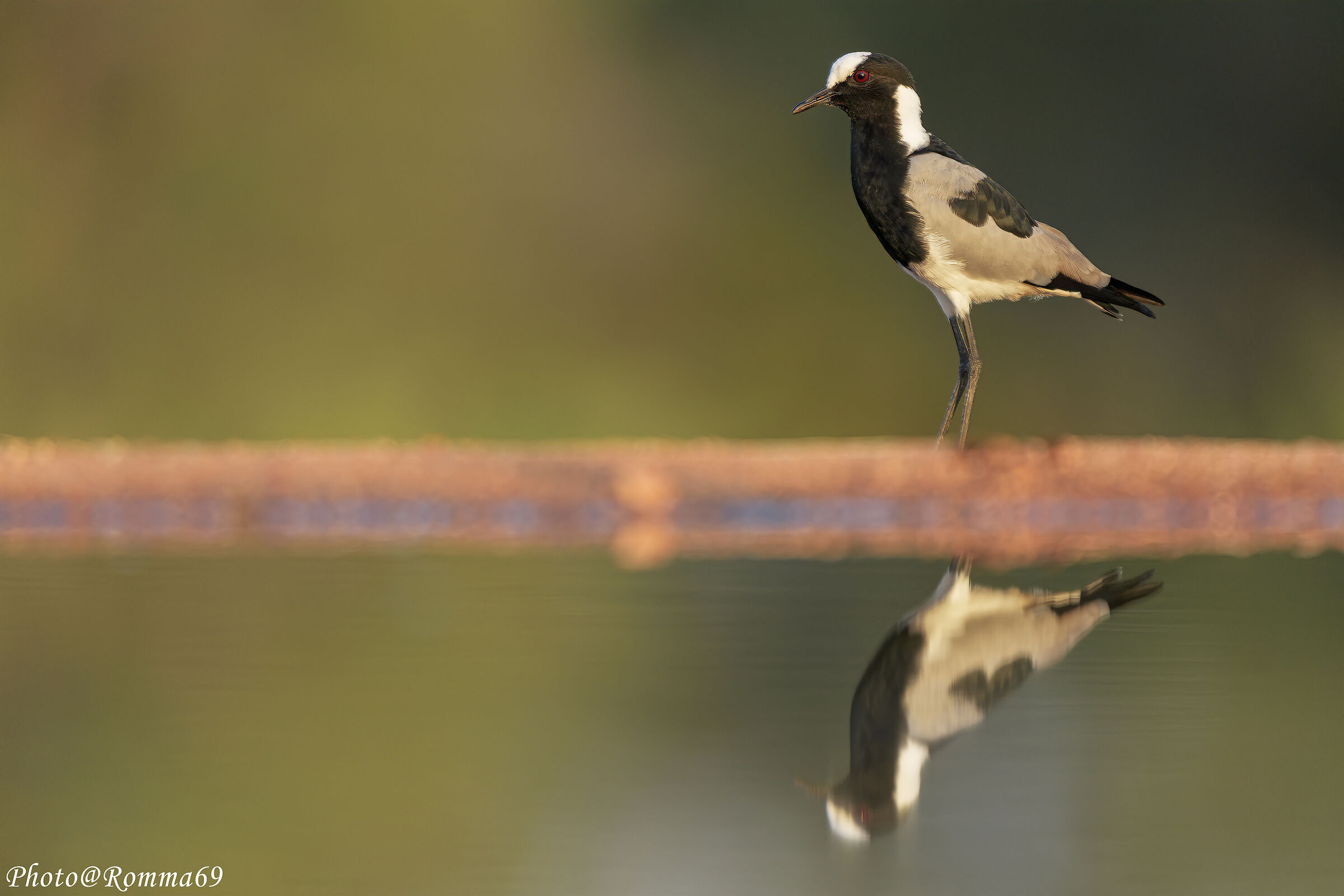 Blacksmith lapwing - Vanellus armatus