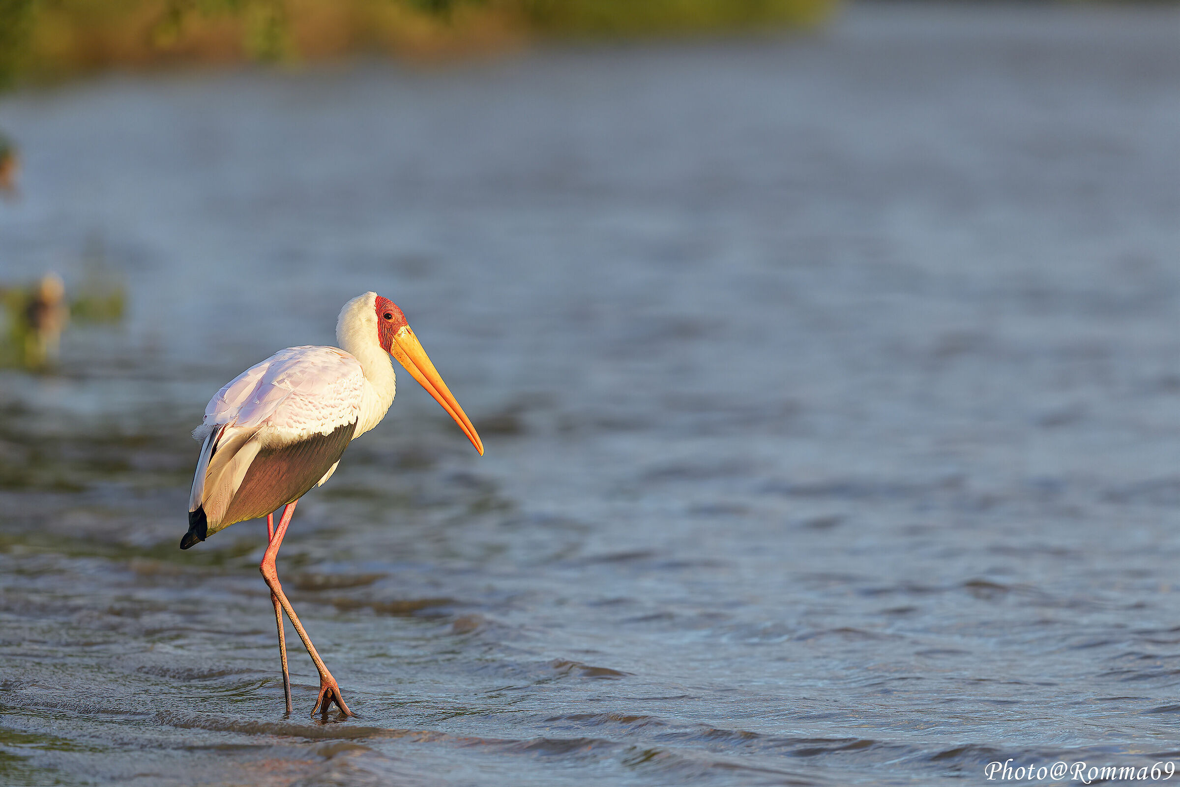 yellow-billed stork - Mycteria ibis