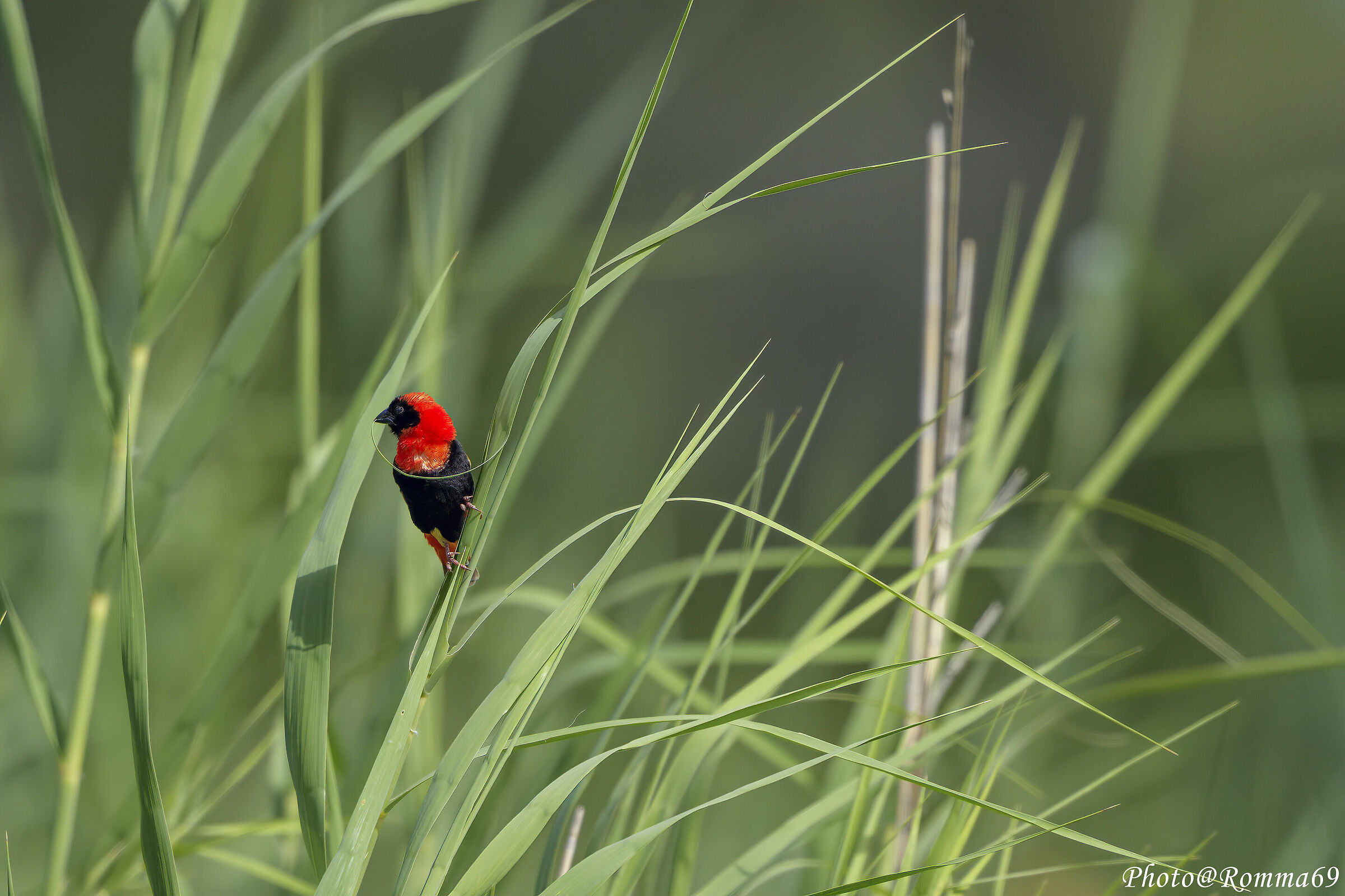 Southern red bishop - Euplectes orix