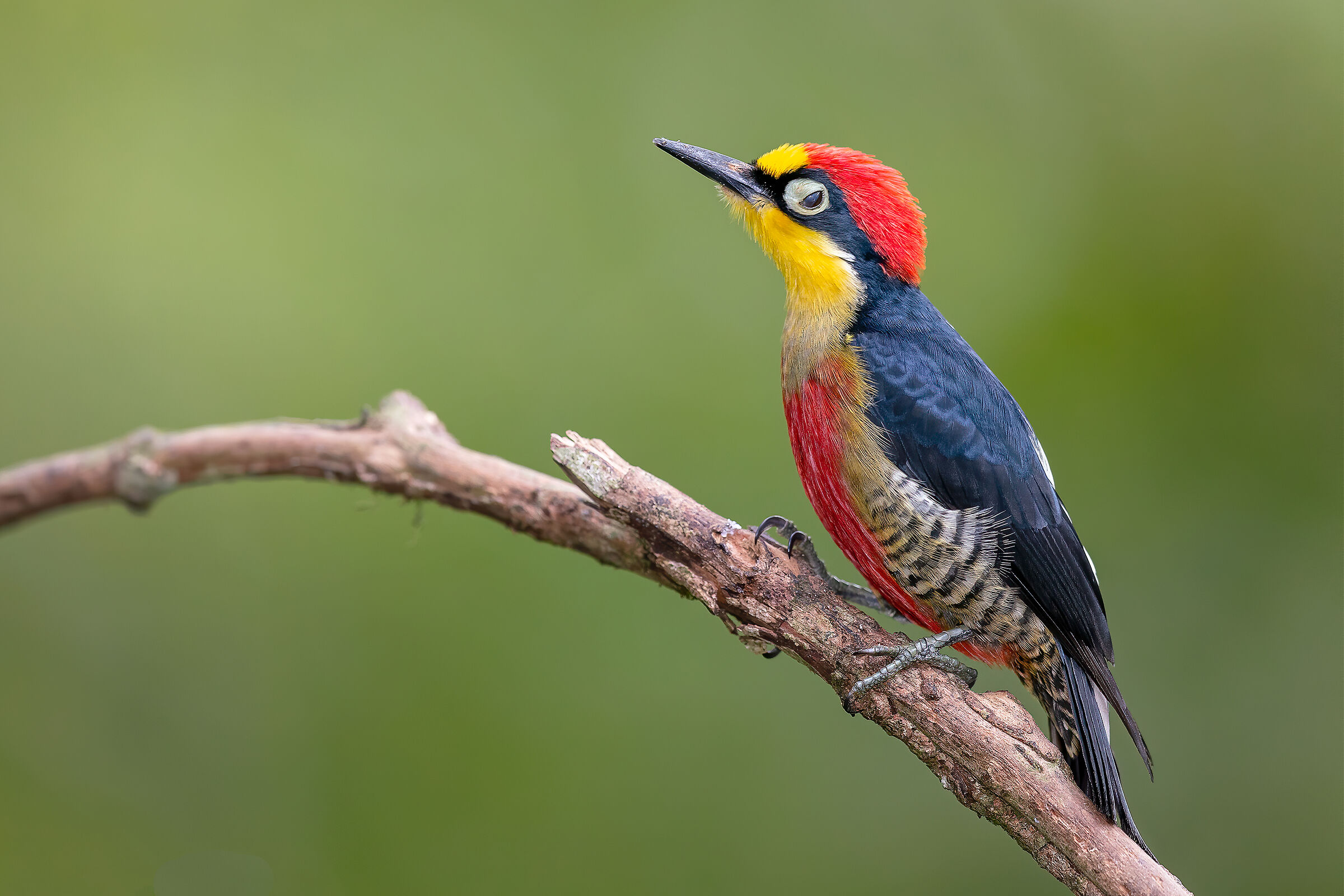 Picchio fronte gialla (Melanerpes flavifrons)