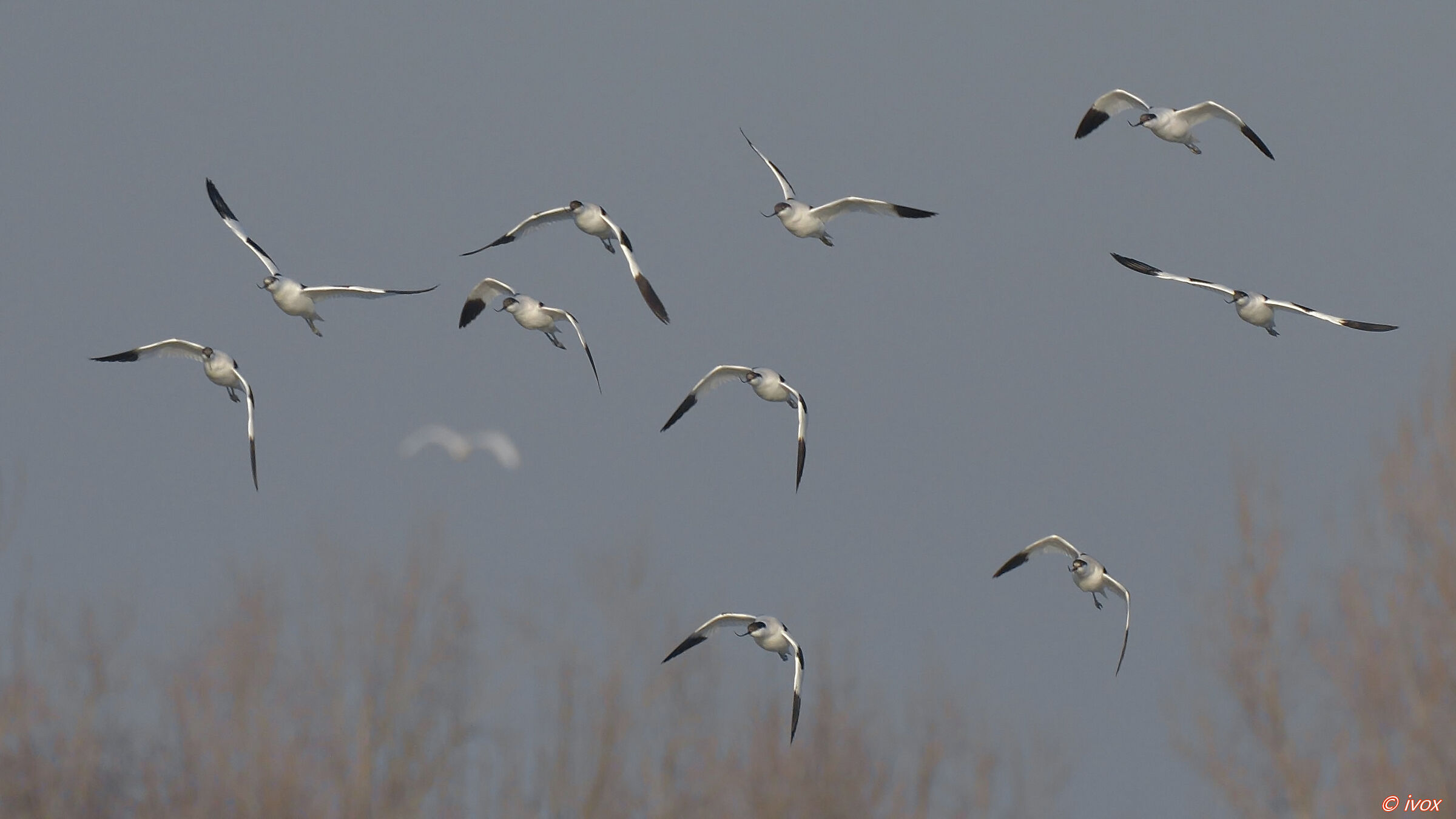avocettes in flight