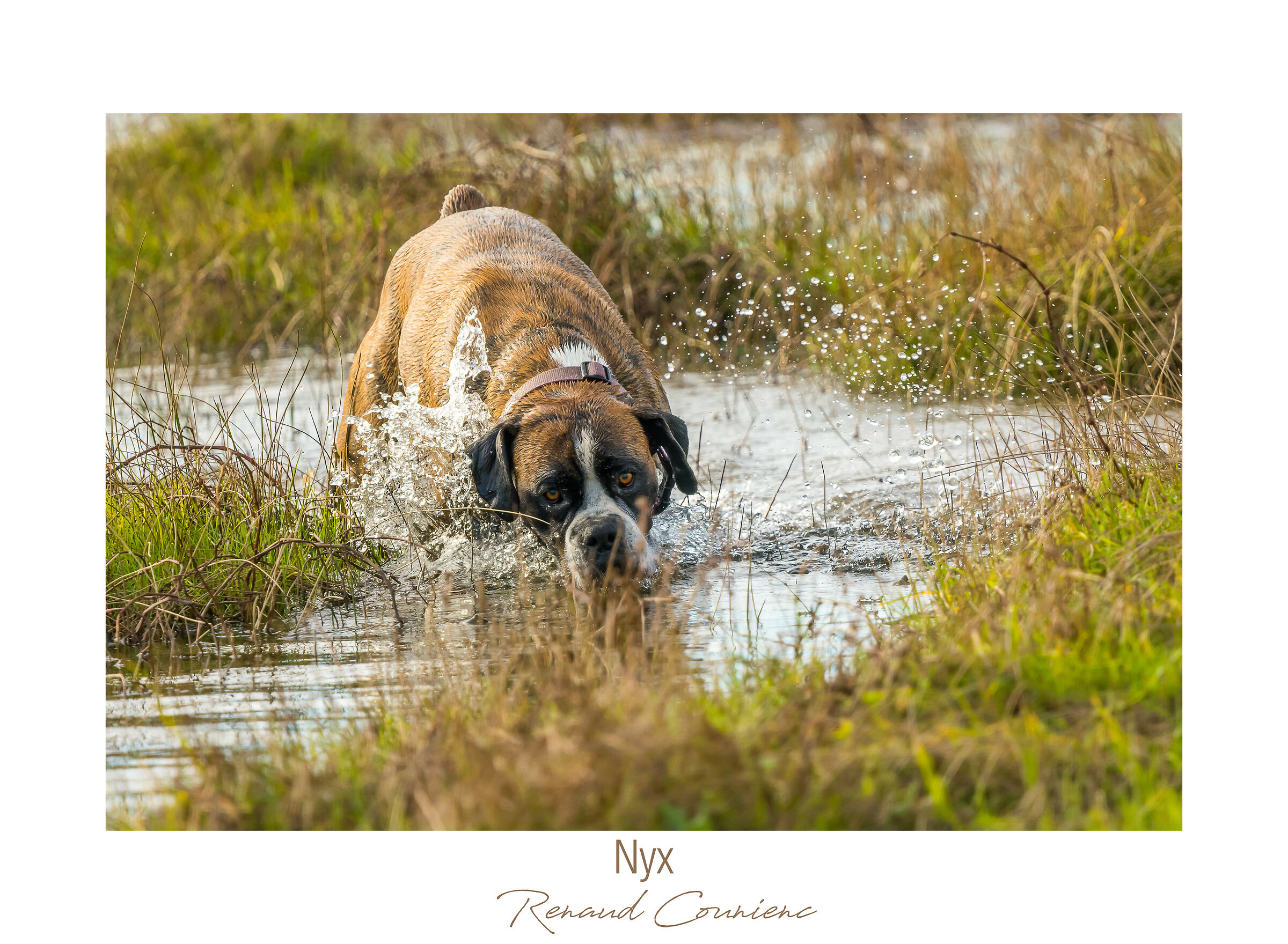 I do like hunting dogs