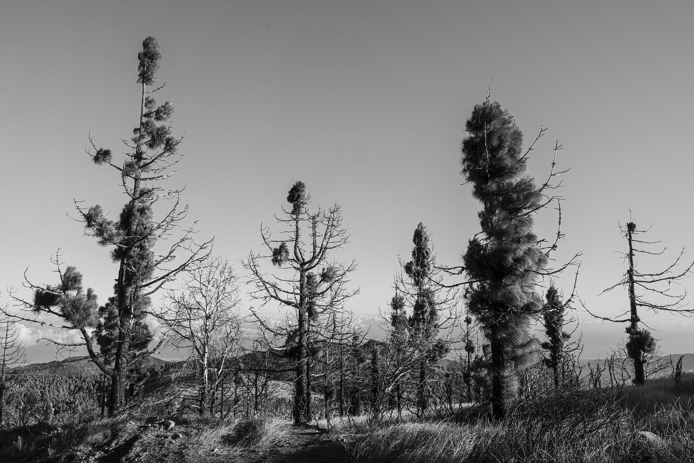 I pochi sopravvissuti.