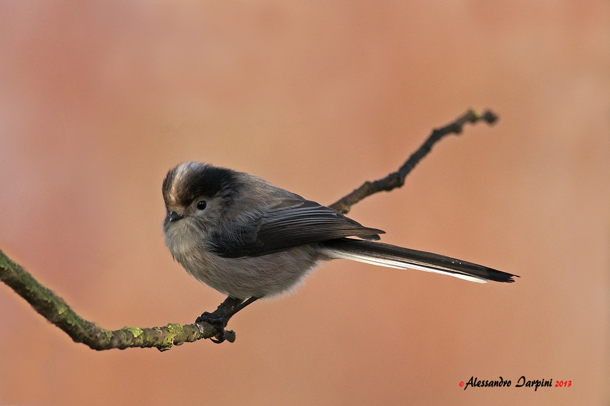 Long-tailed Tit