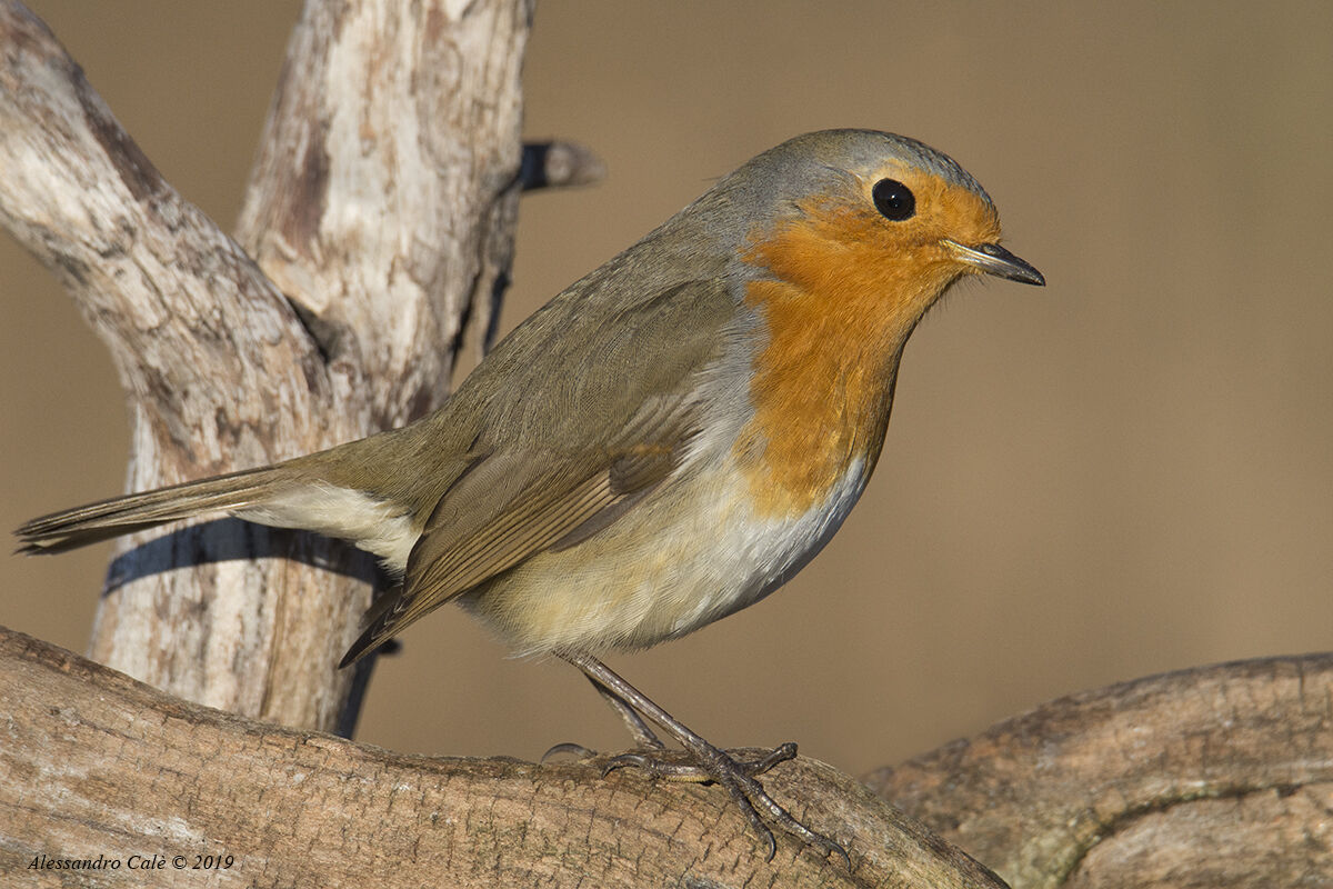 Erithacus nubecola (Pettirosso) 4498