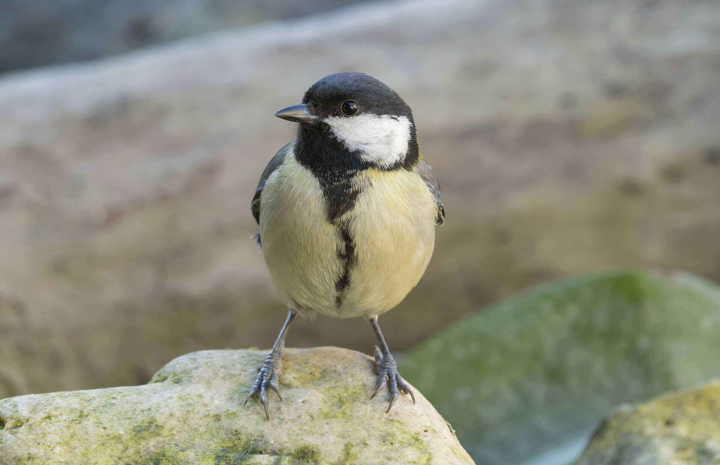 Parus major