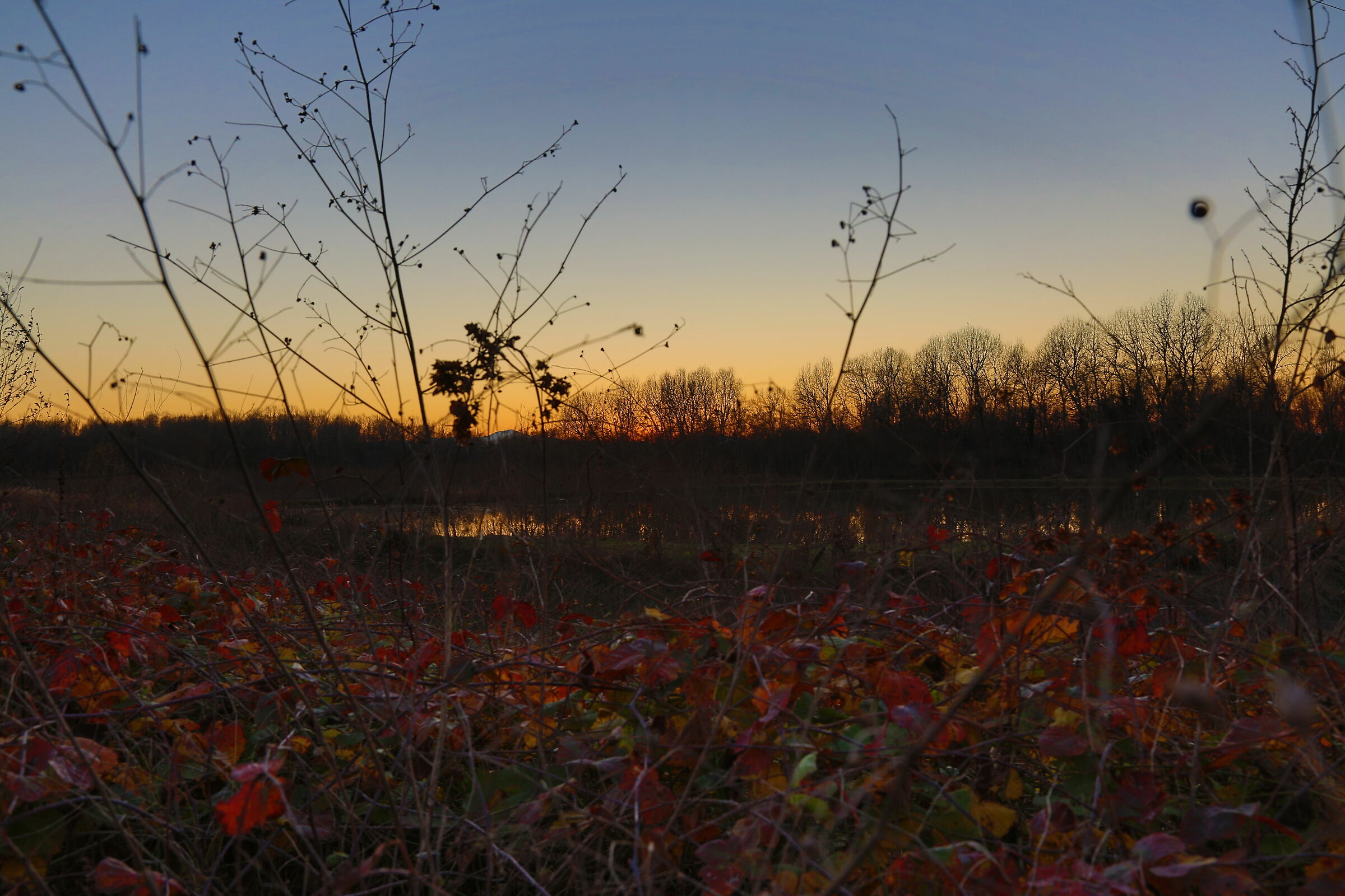 sunset from the brambles