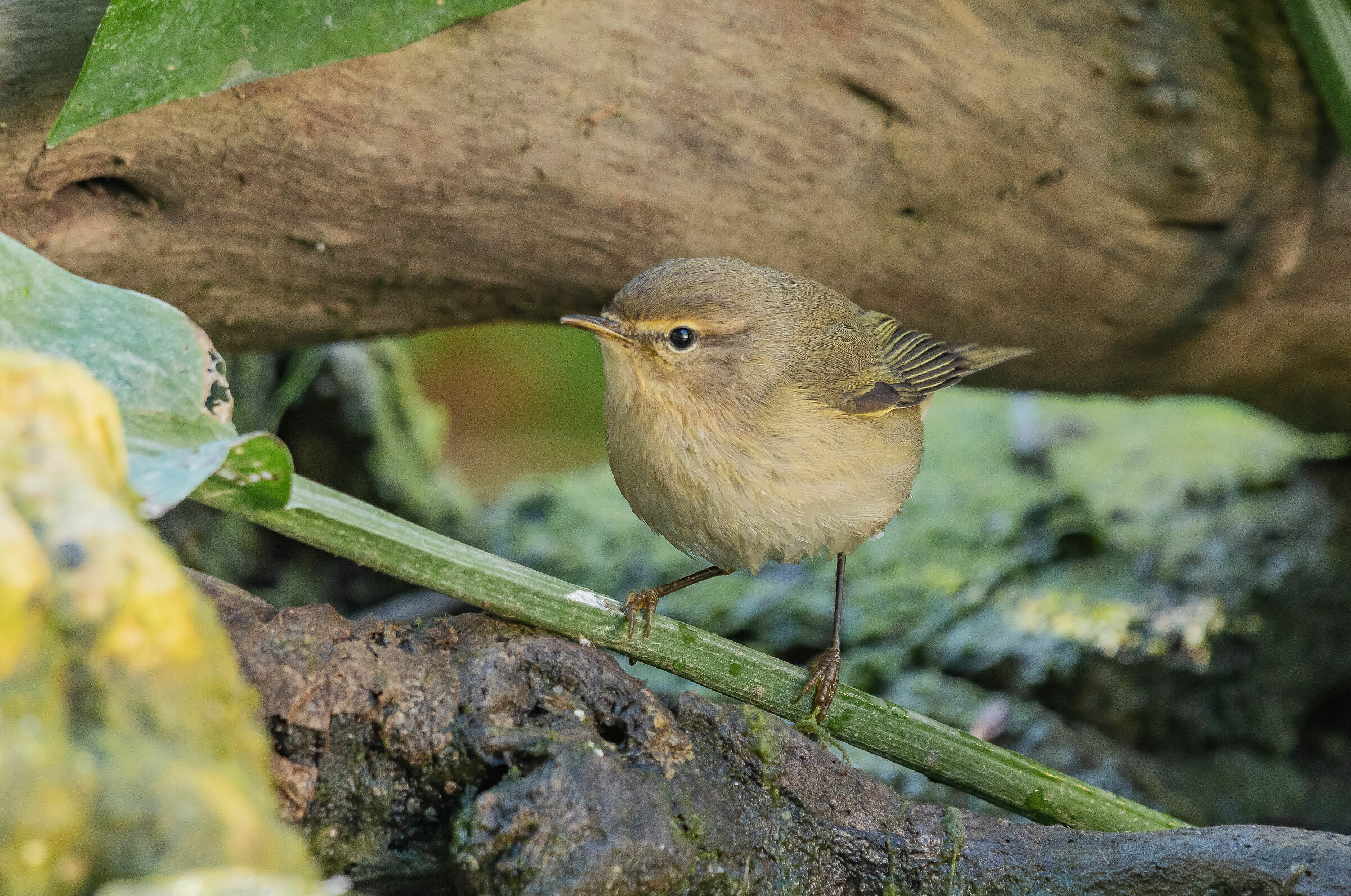 The Little Luì (Phylloscopus collybita (Vieillot, 181...