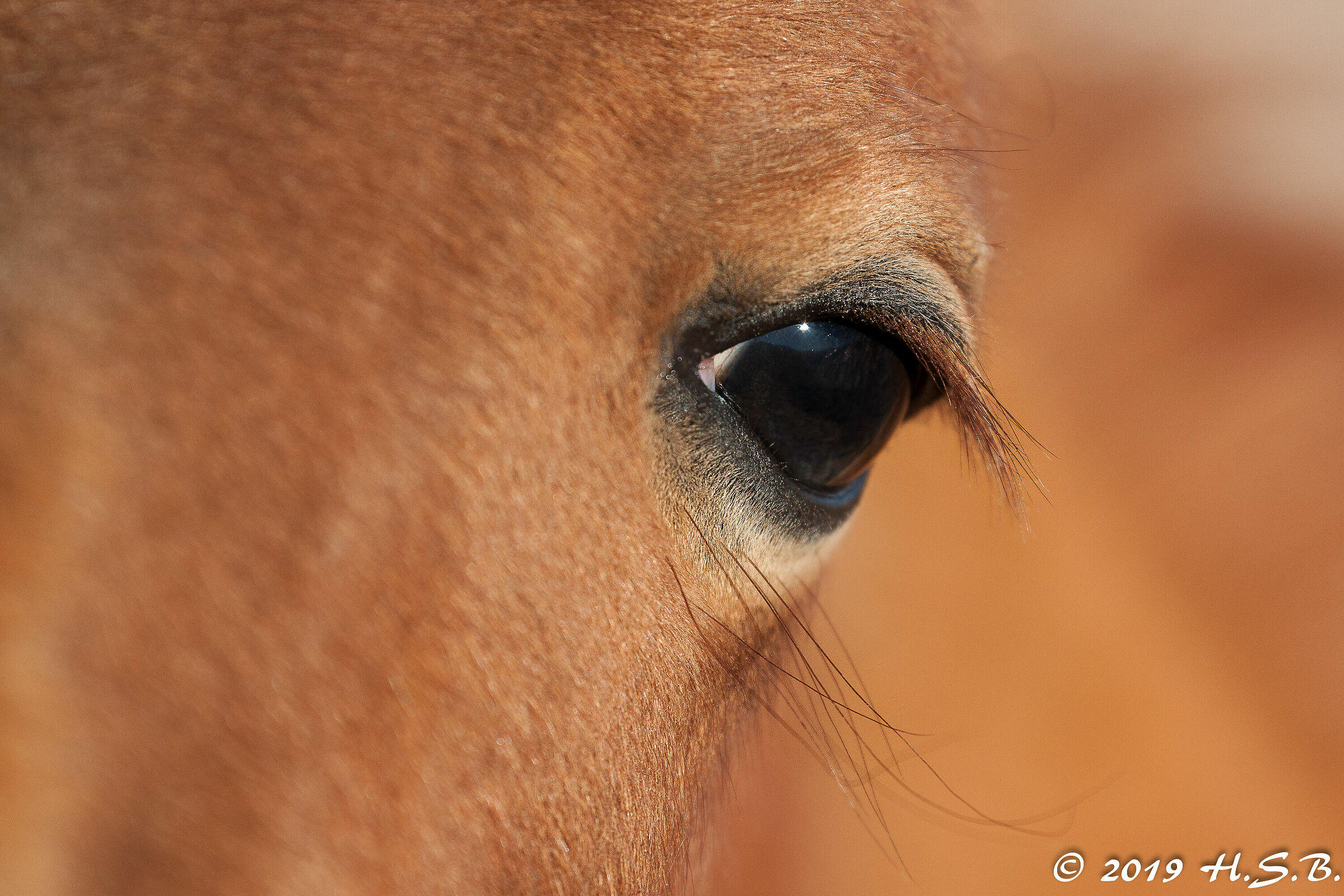 Survivor - Namibian Wild Horse