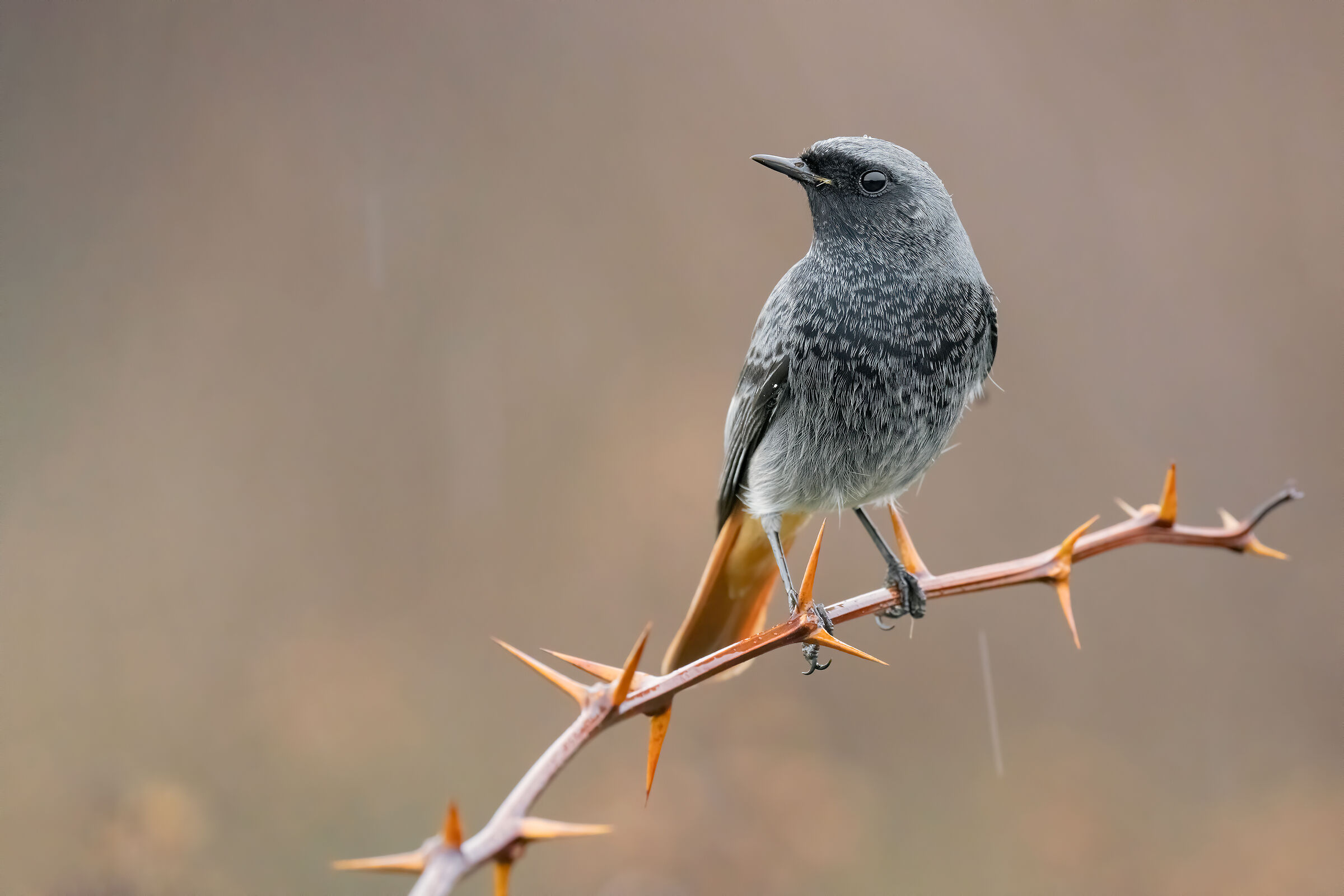 Test Sony a7riv + Sony FE 200-600mm  ISO 10000