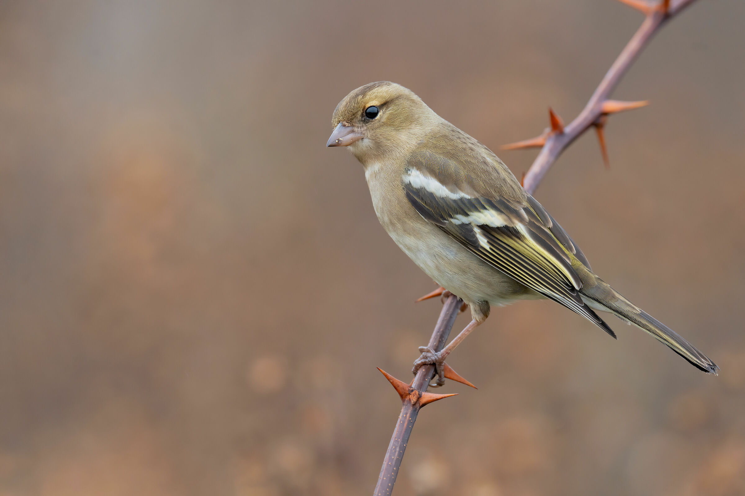 Test Sony a7riv + Sony FE 200-600mm  Fringuello 5K