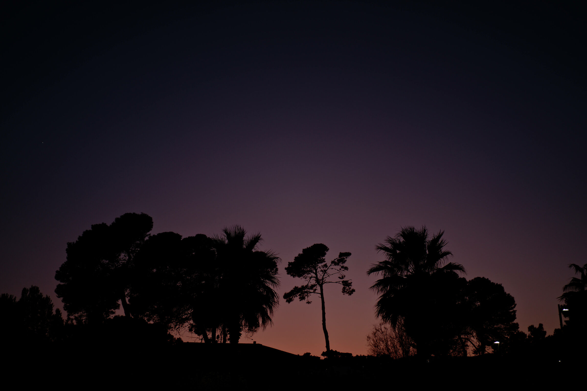 Alberi al tramonto in città