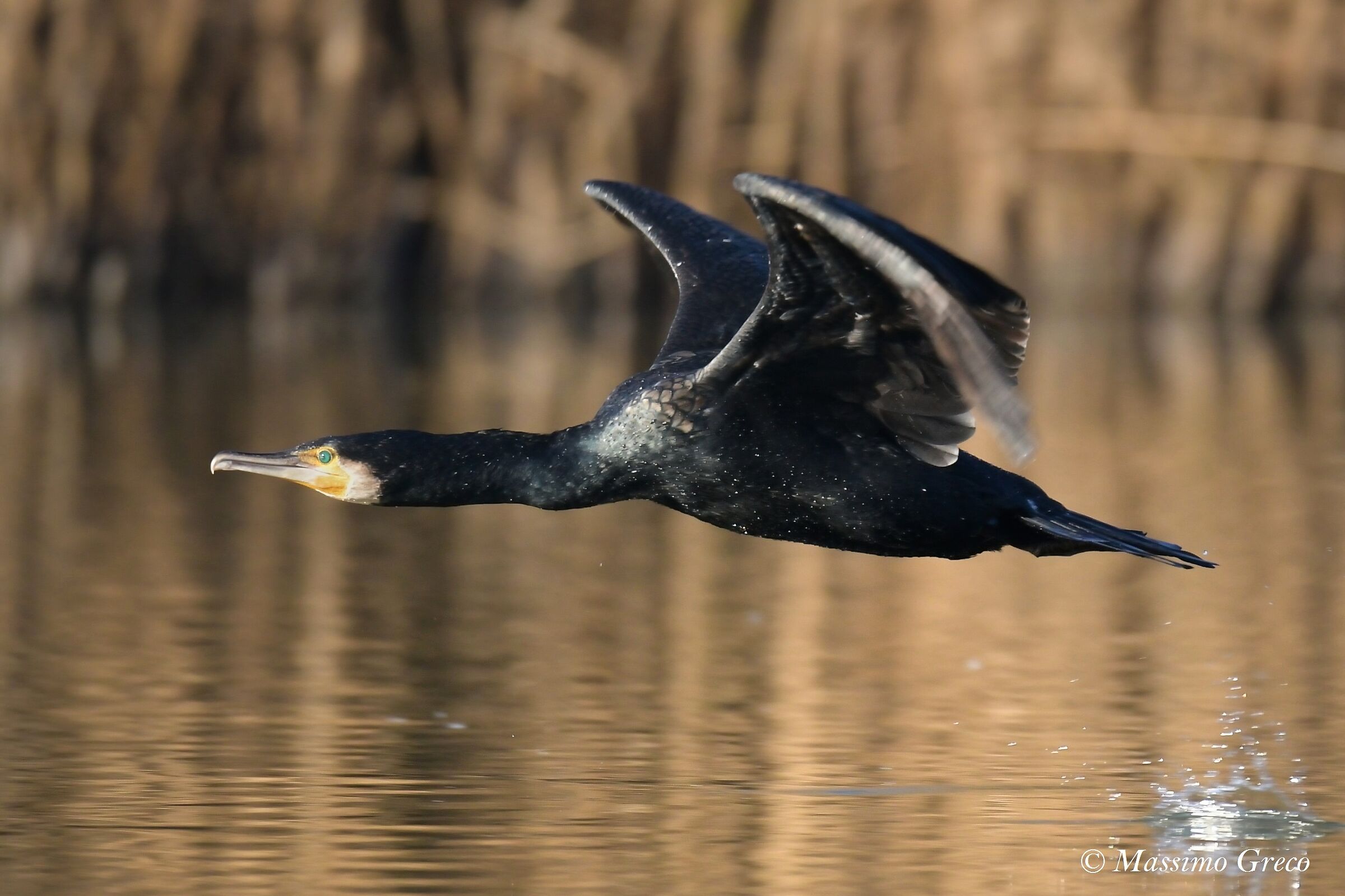 Cormoran (Phalacrocorax carbo)