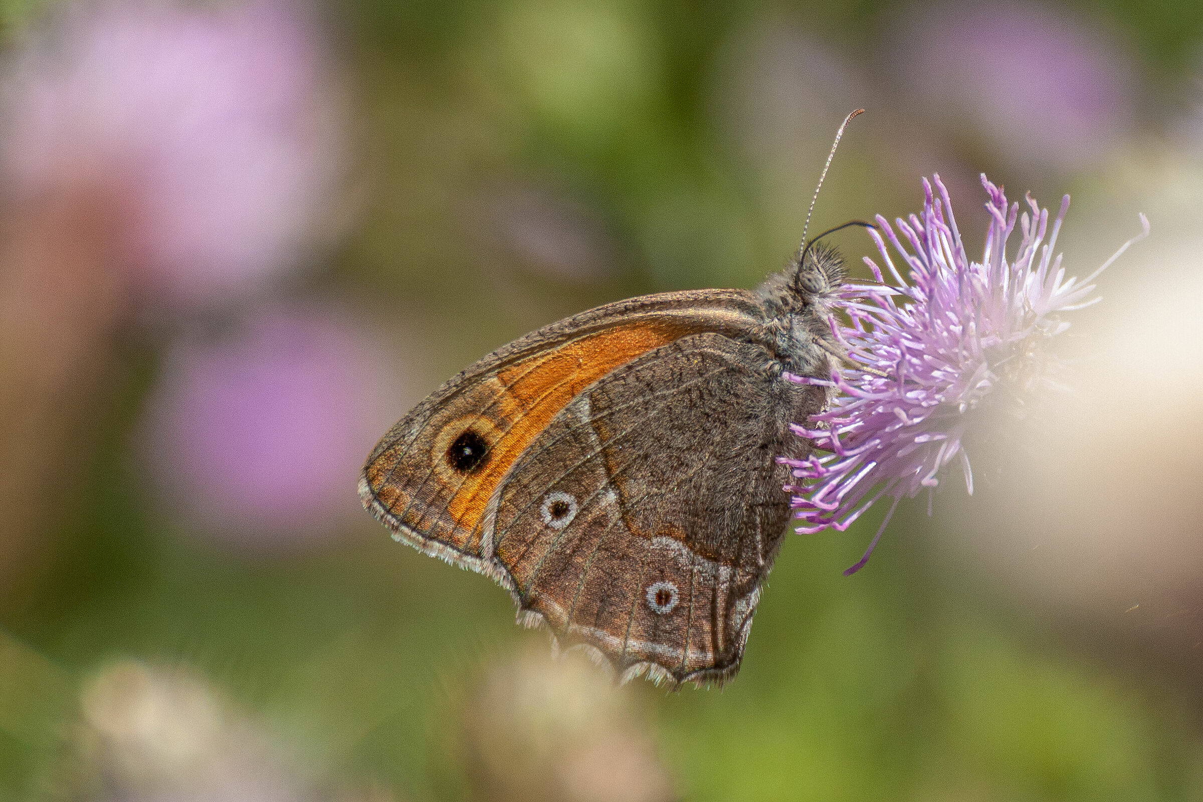 Nubra Valley's butterfly