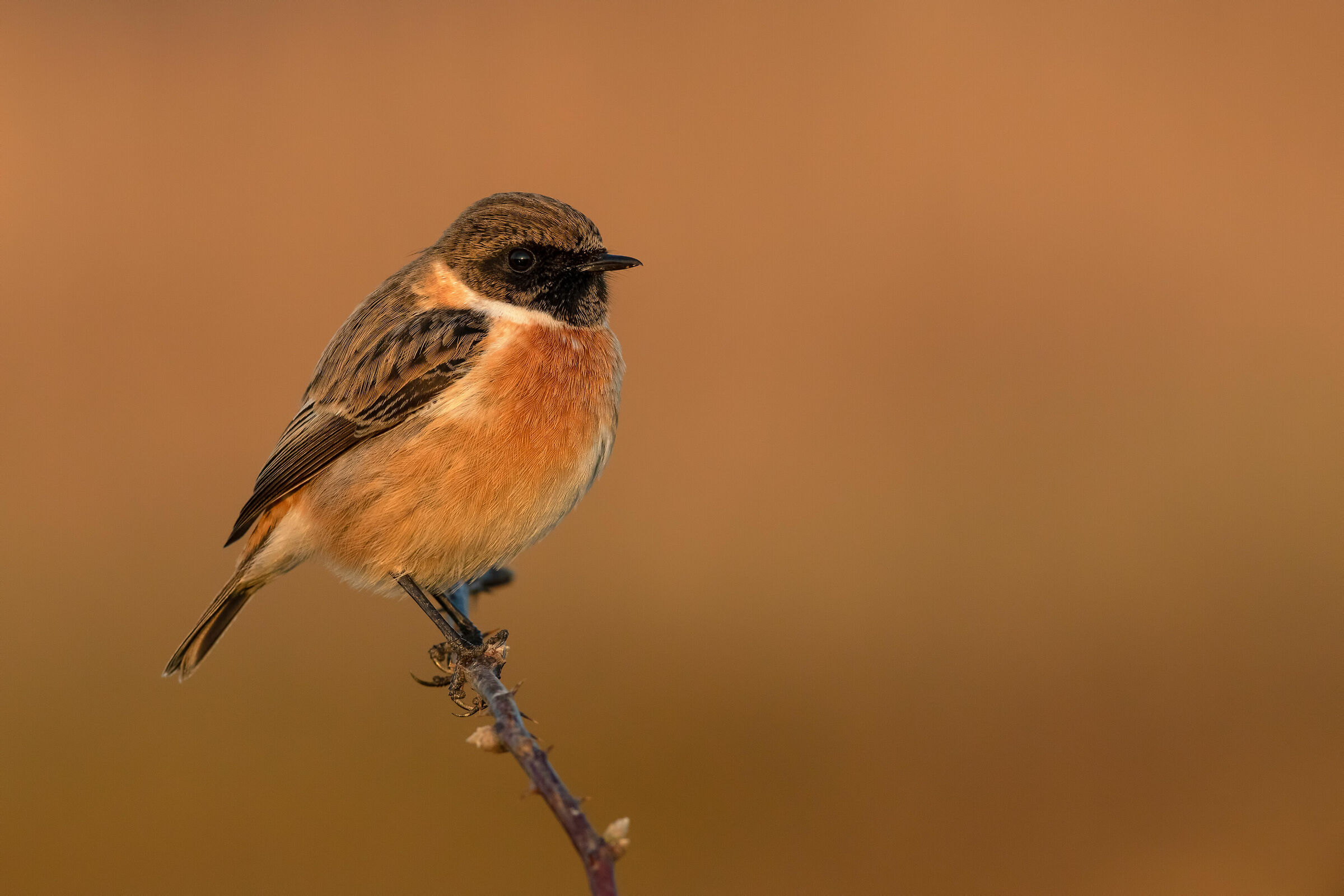 Ancora lui, al tramonto