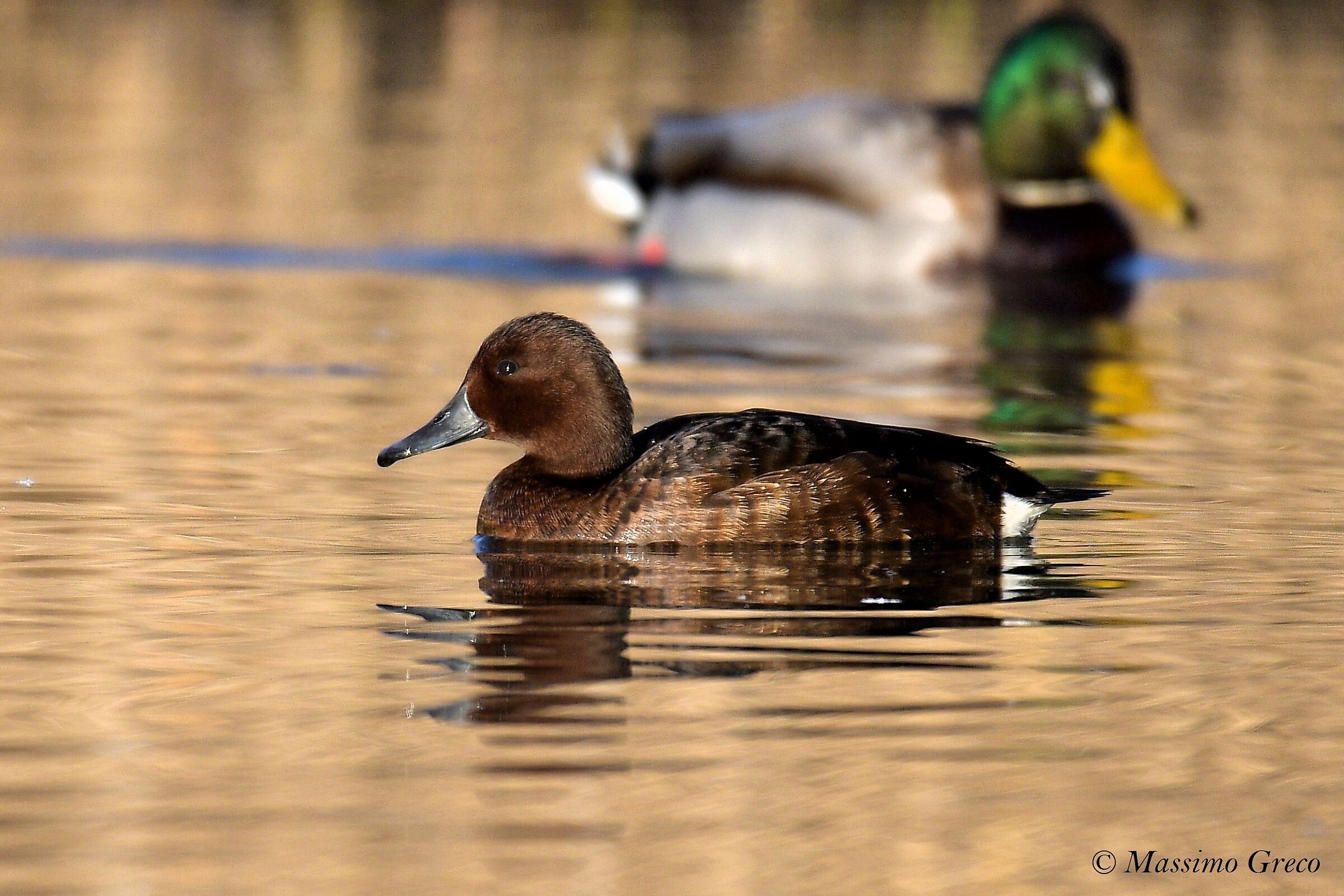 Moretta tabaccata (Aythya nyroca)