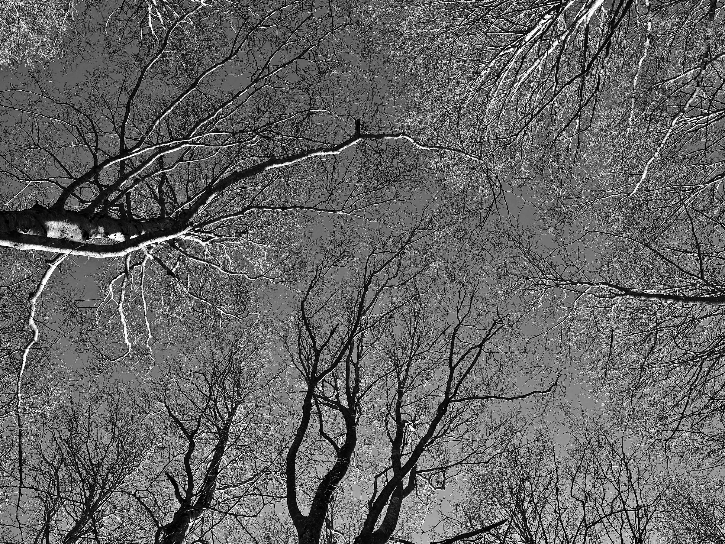 Alberi in autunno bw