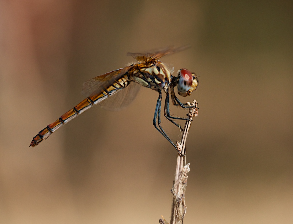 Libellula