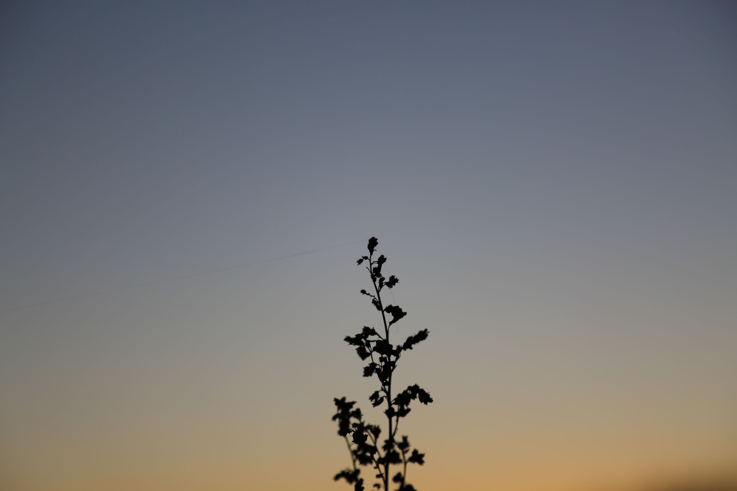 Evening shrub