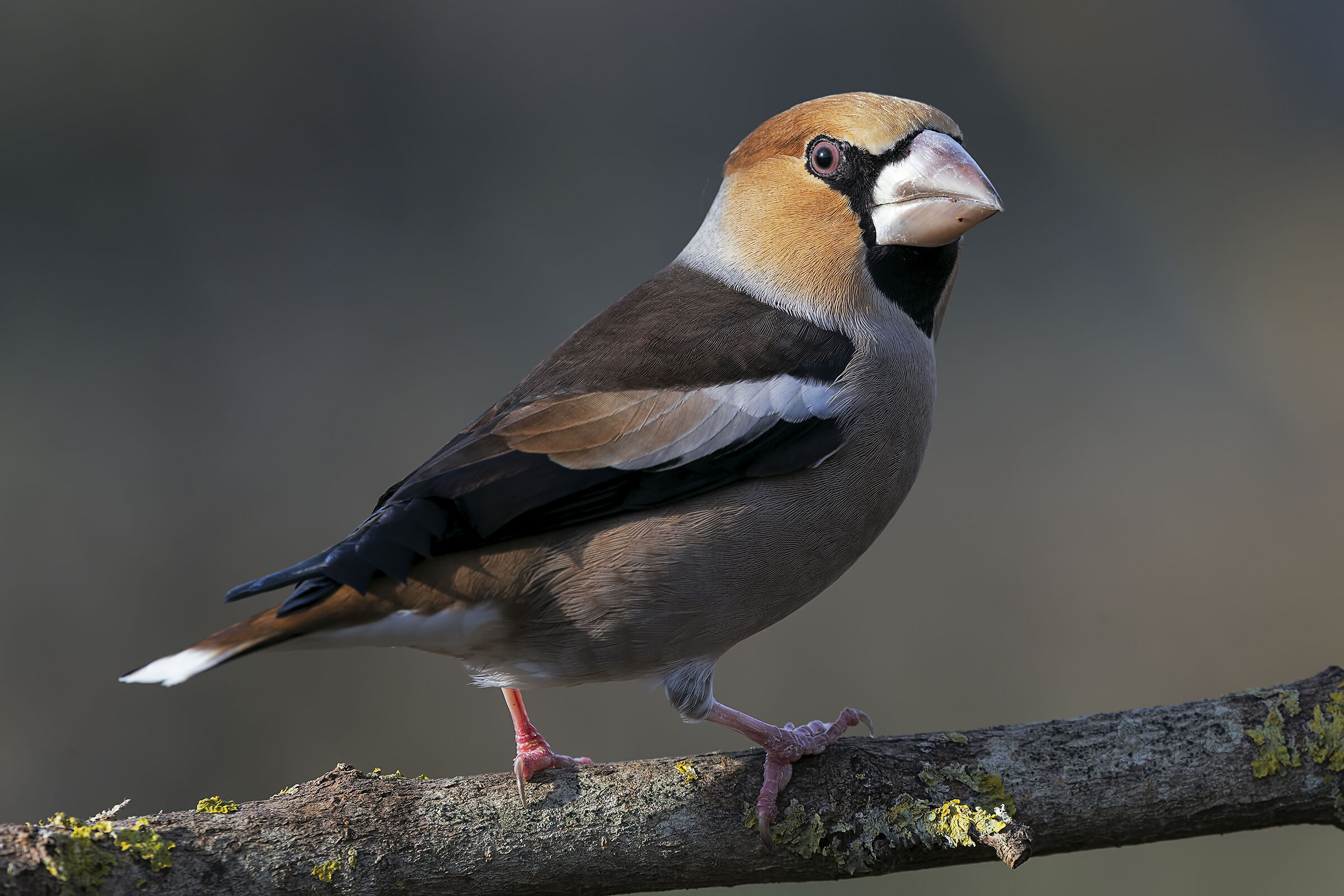 Coccothraustes coccothraustes
