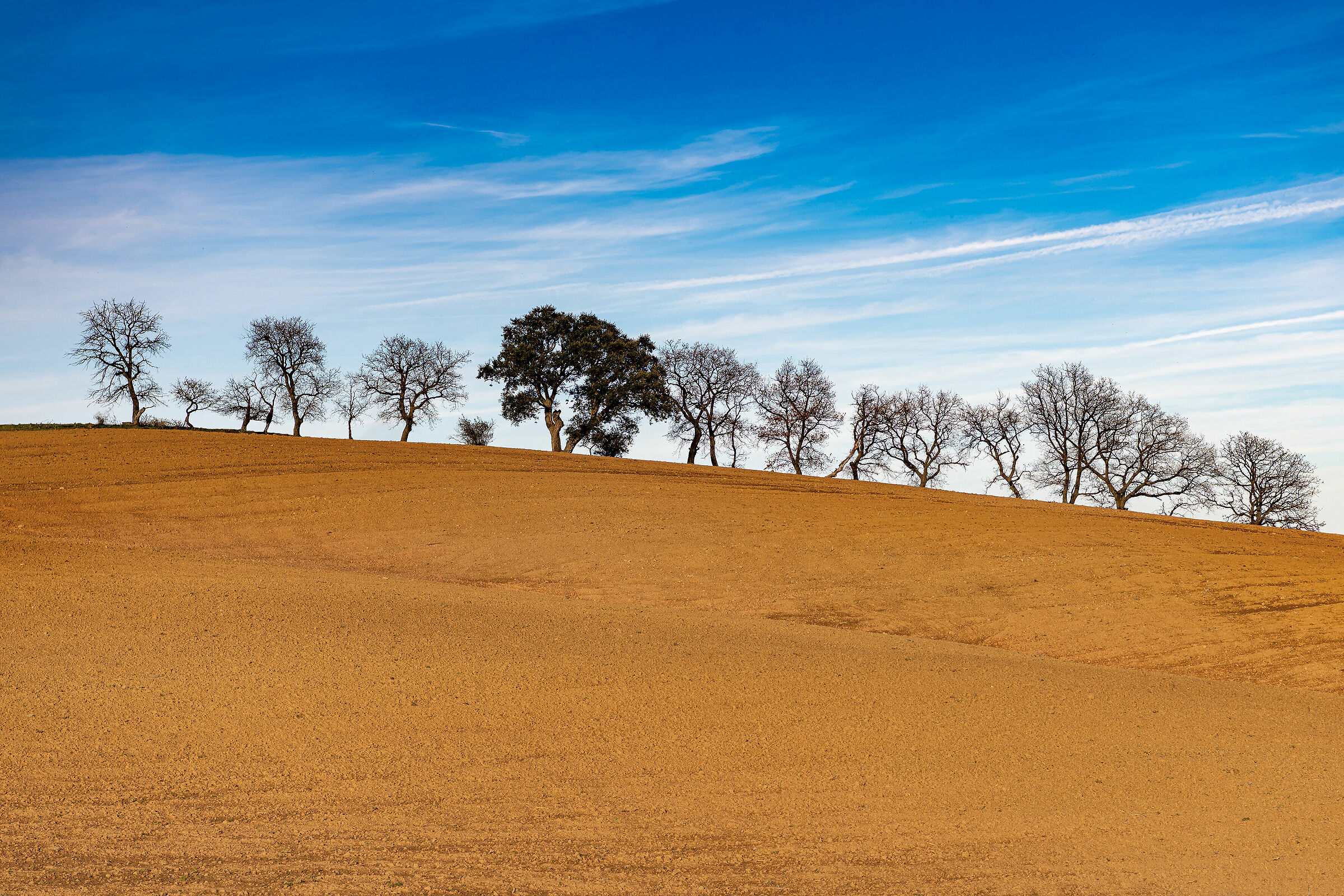 Collina toscana d'inverno