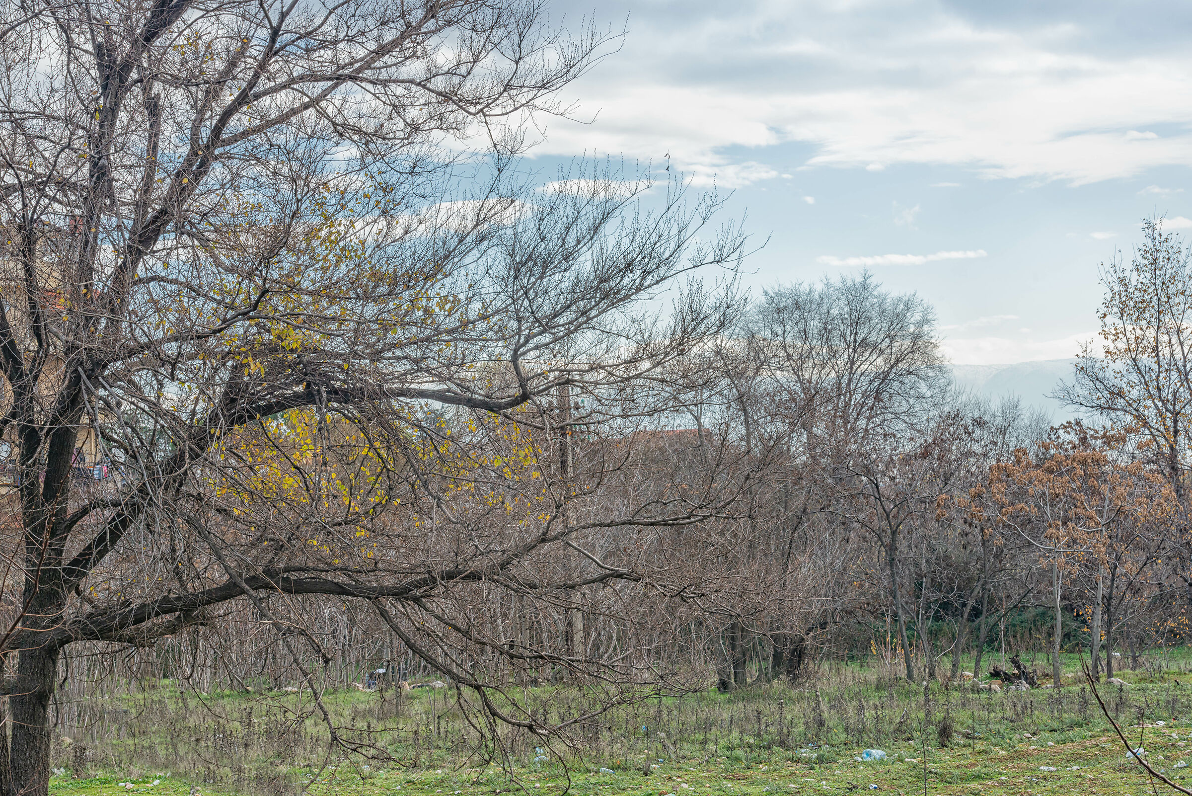 Trees in Chtourah