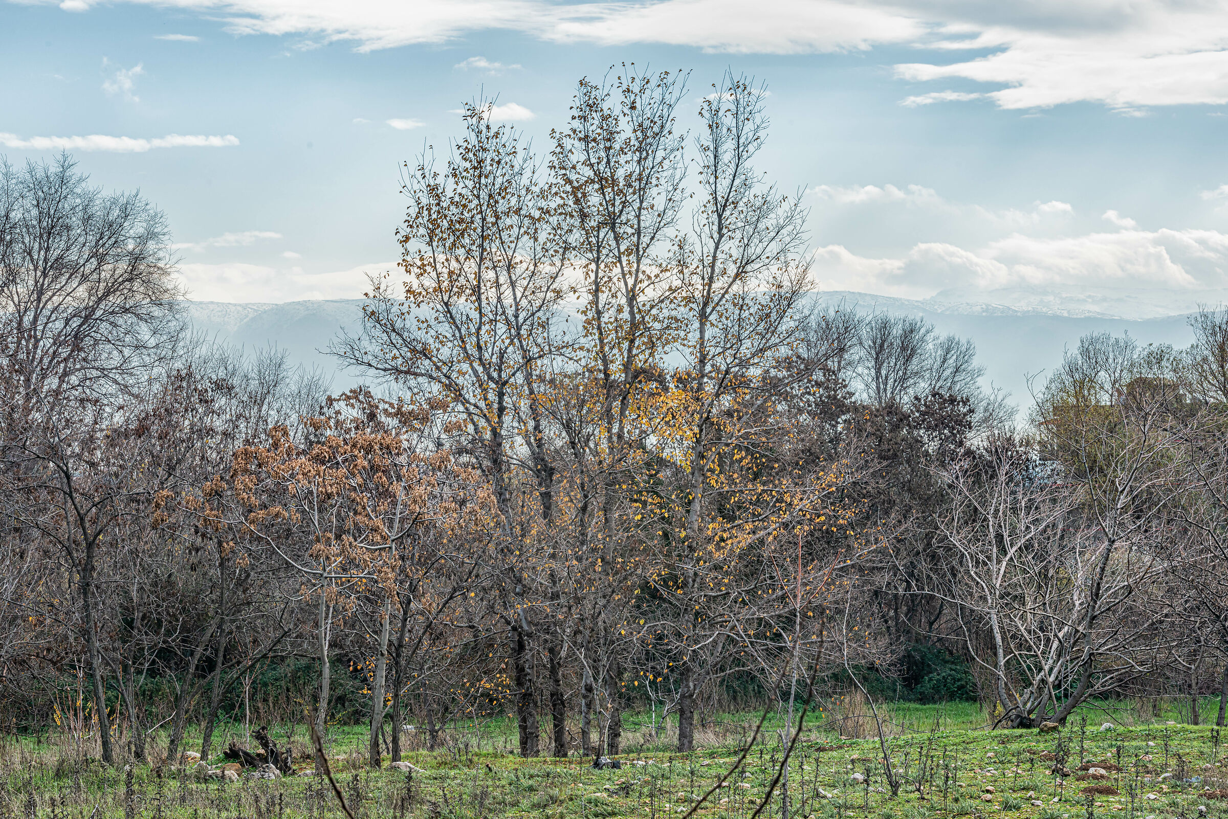 Trees in Chtourah